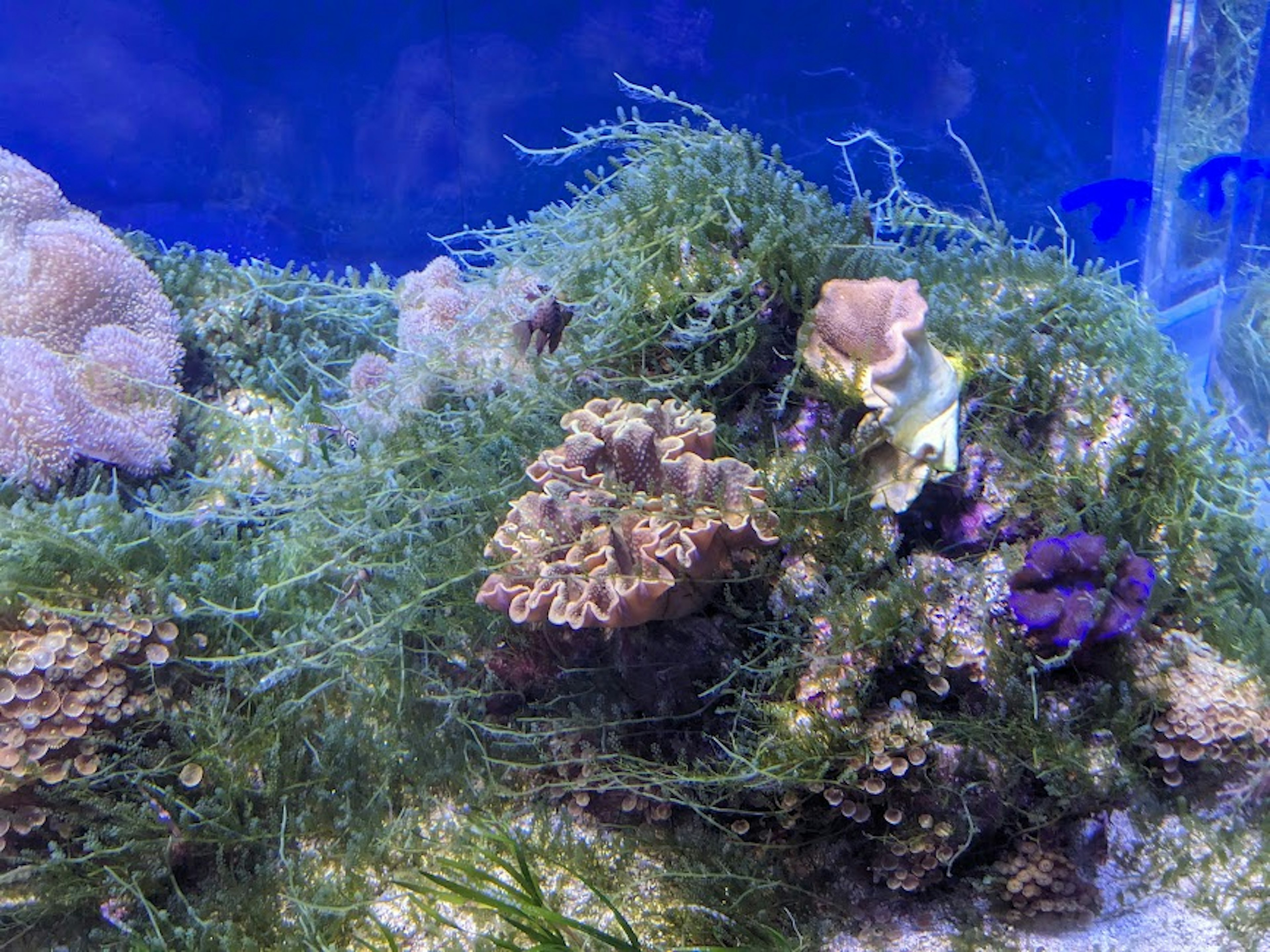 Colorful corals and seaweed in a blue aquarium