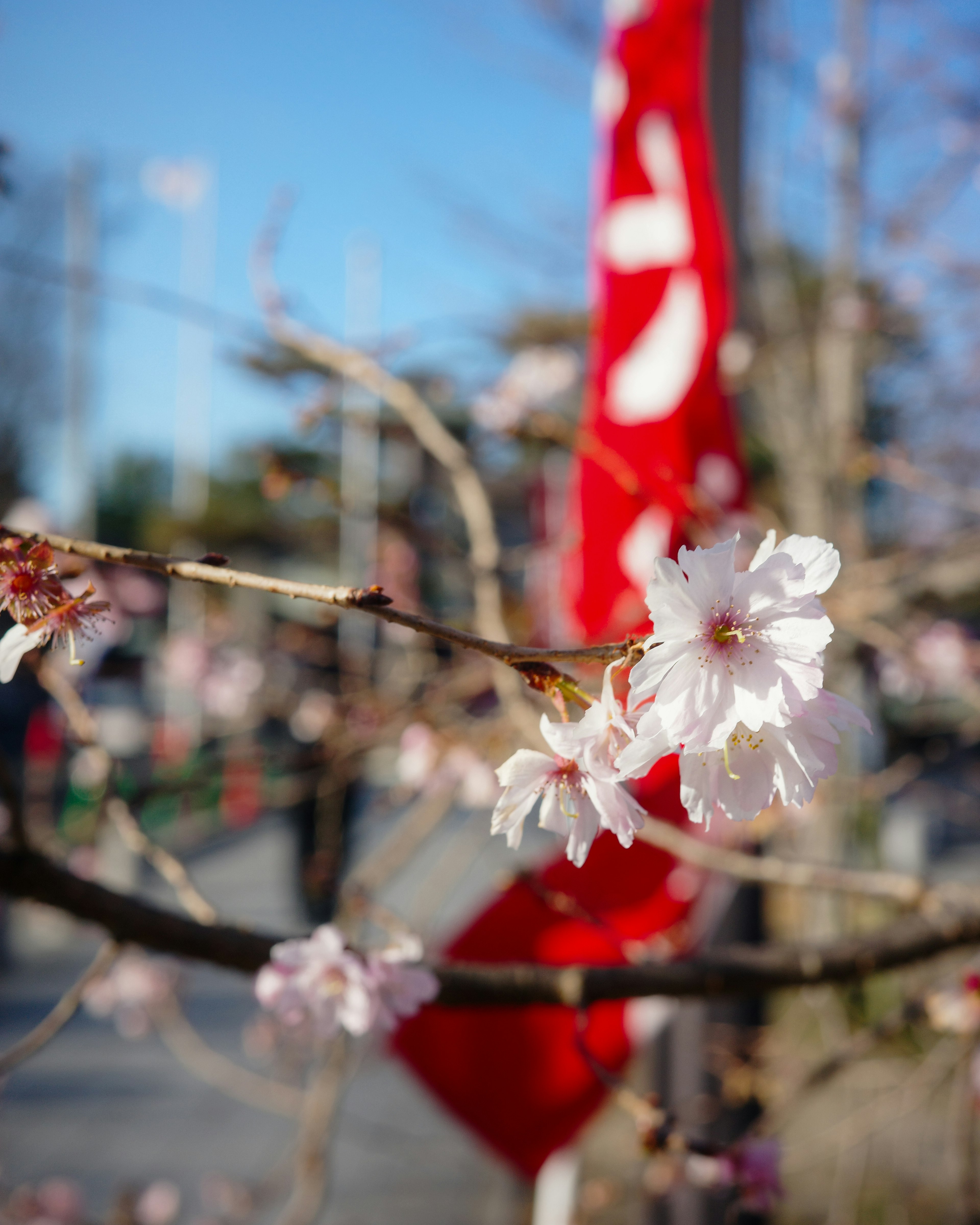 Cherry blossoms with a red flag in the background