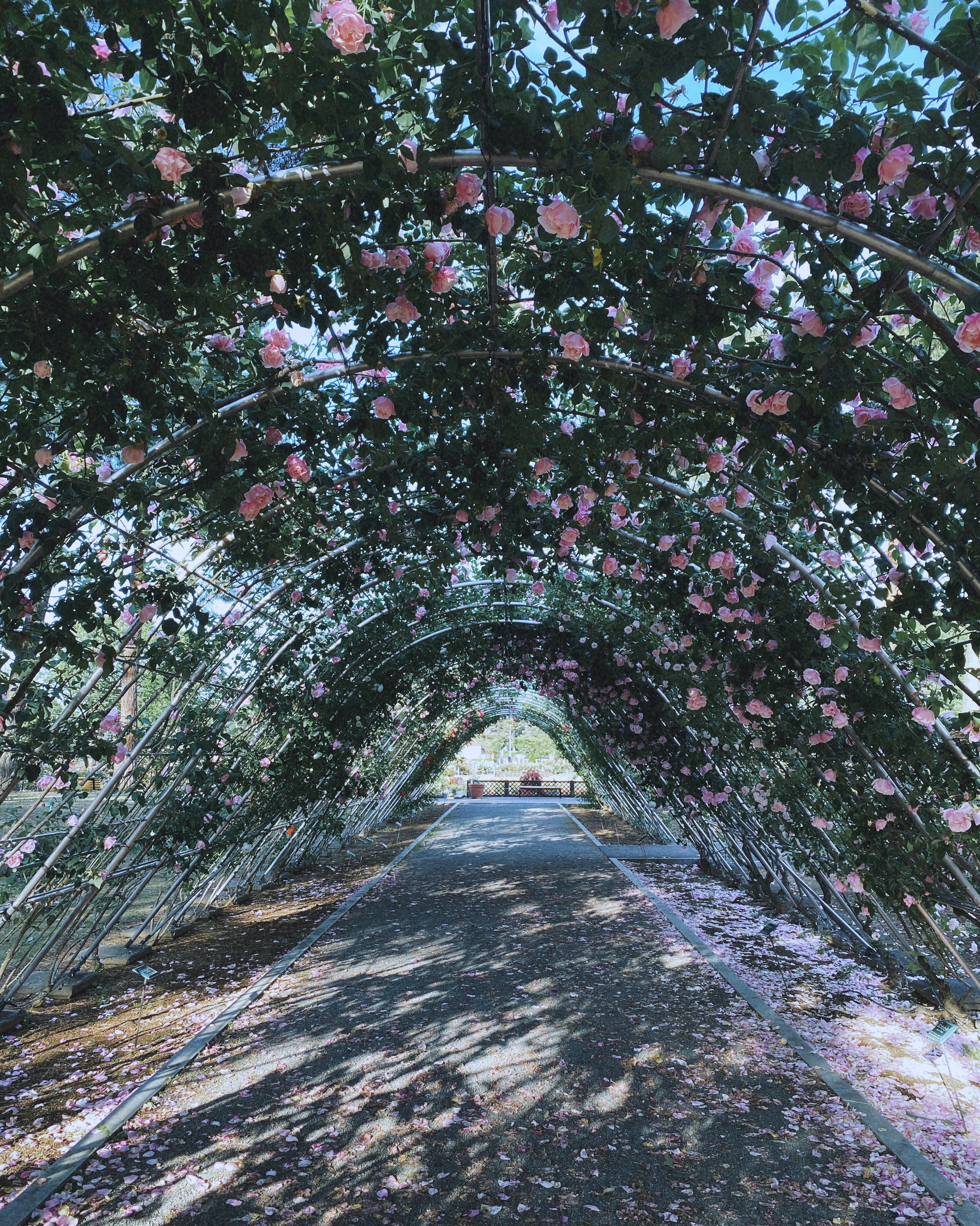 Pathway under an archway of blooming flowers with pink blossoms