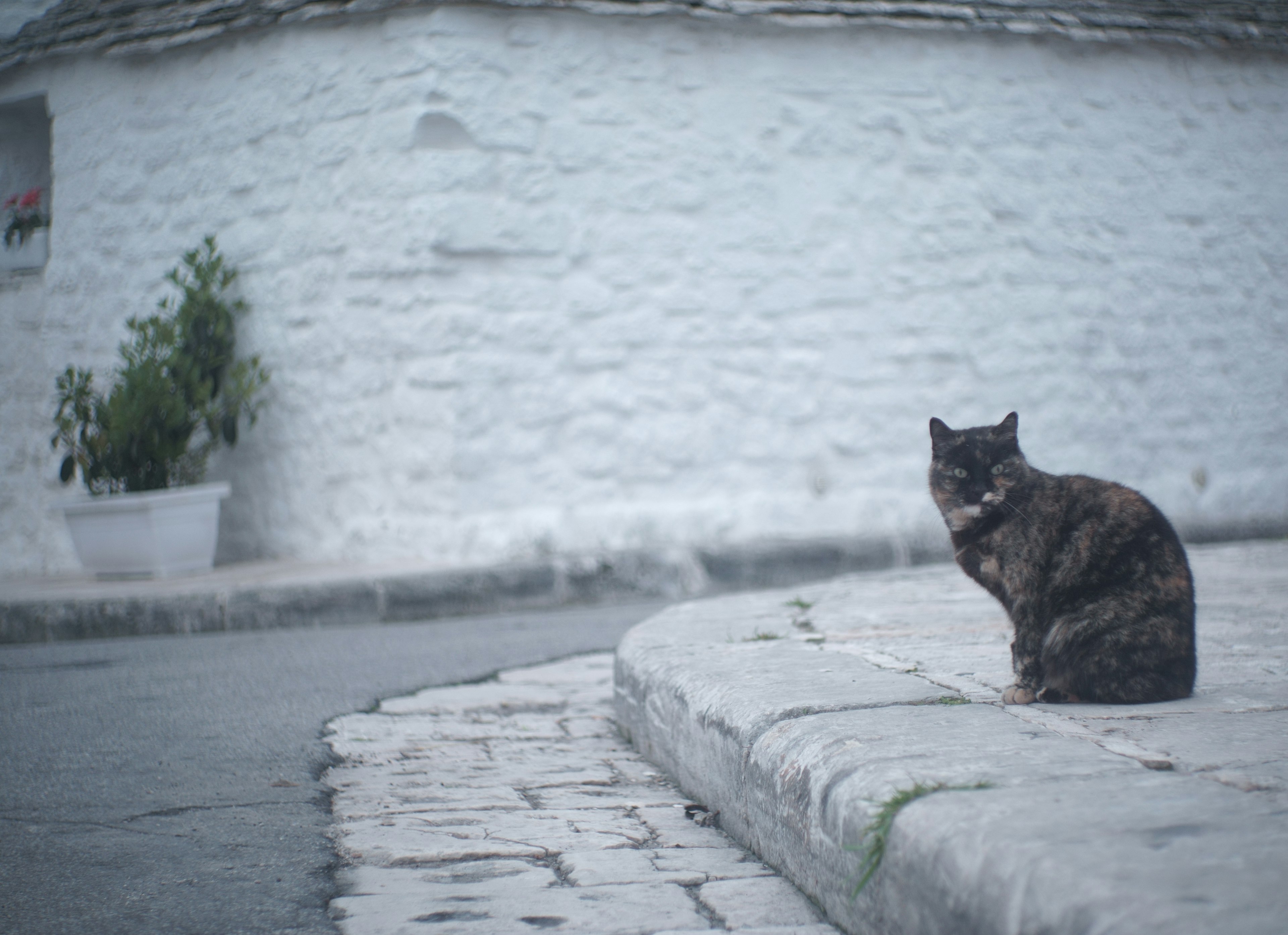 Un beau chat écaille de tortue assis dans la rue avec une maison au mur blanc en arrière-plan