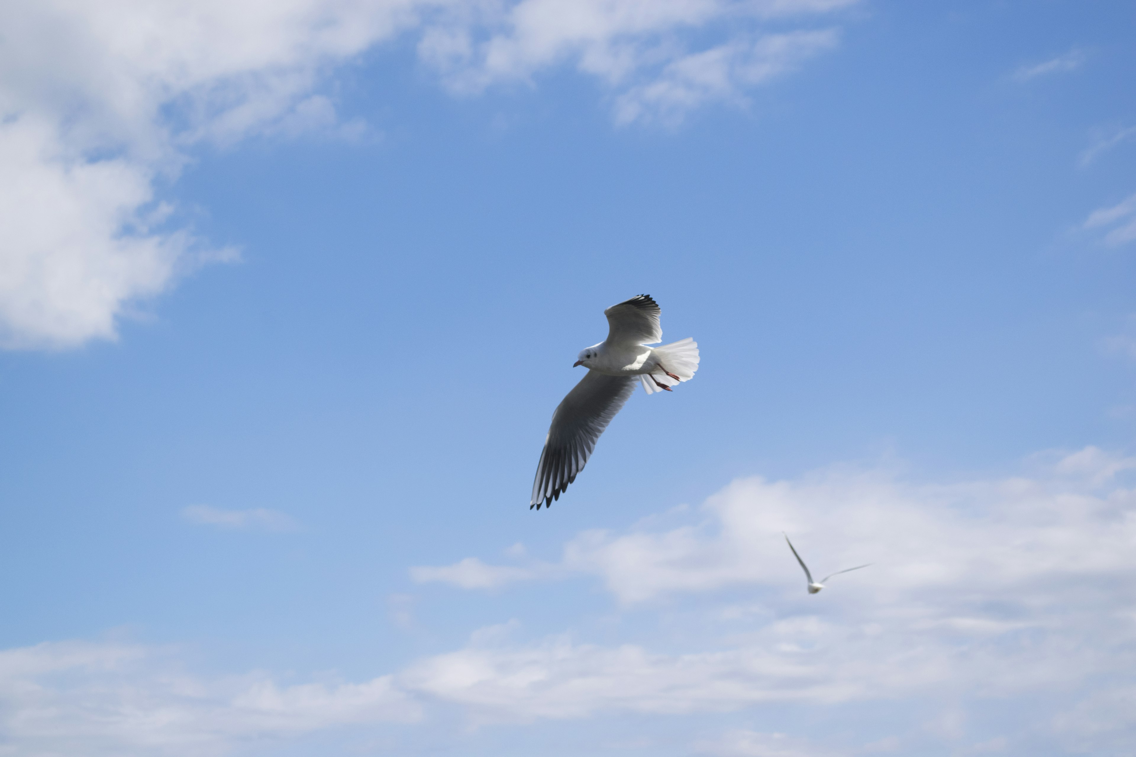 Un uccello che vola contro un cielo blu