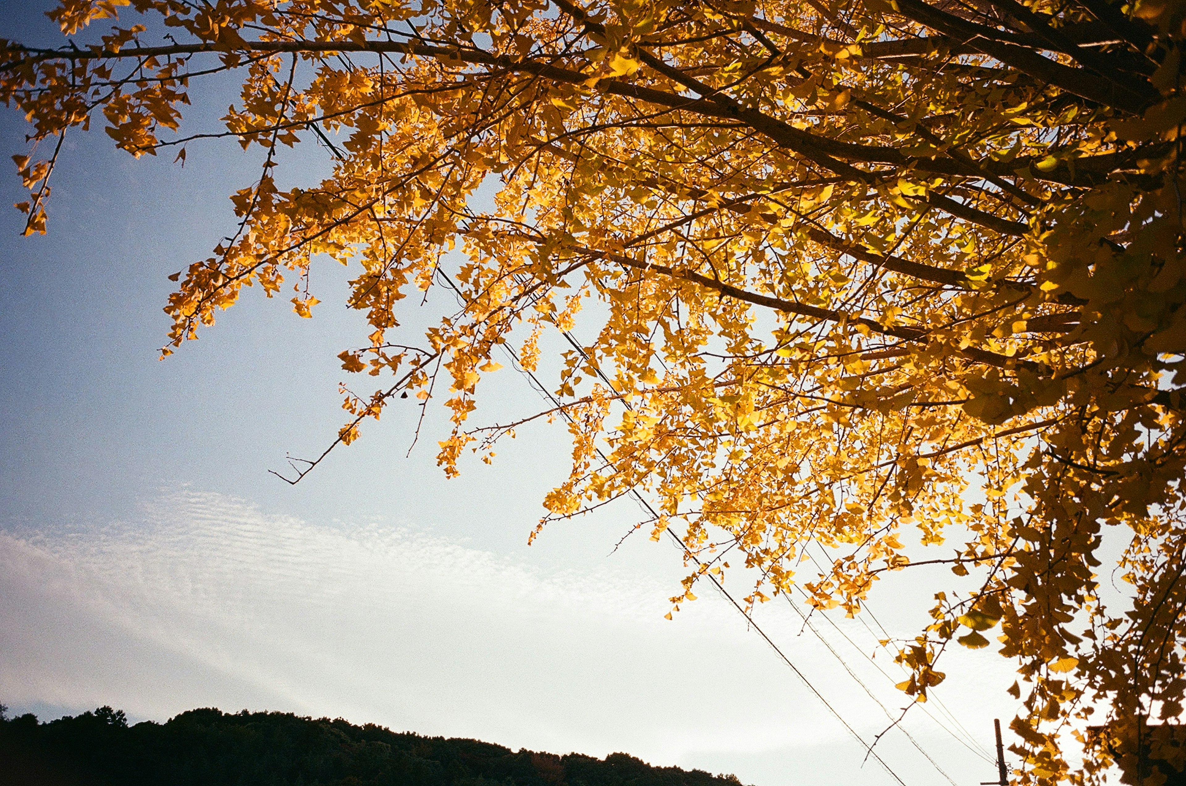 Autumn leaves glowing under a blue sky