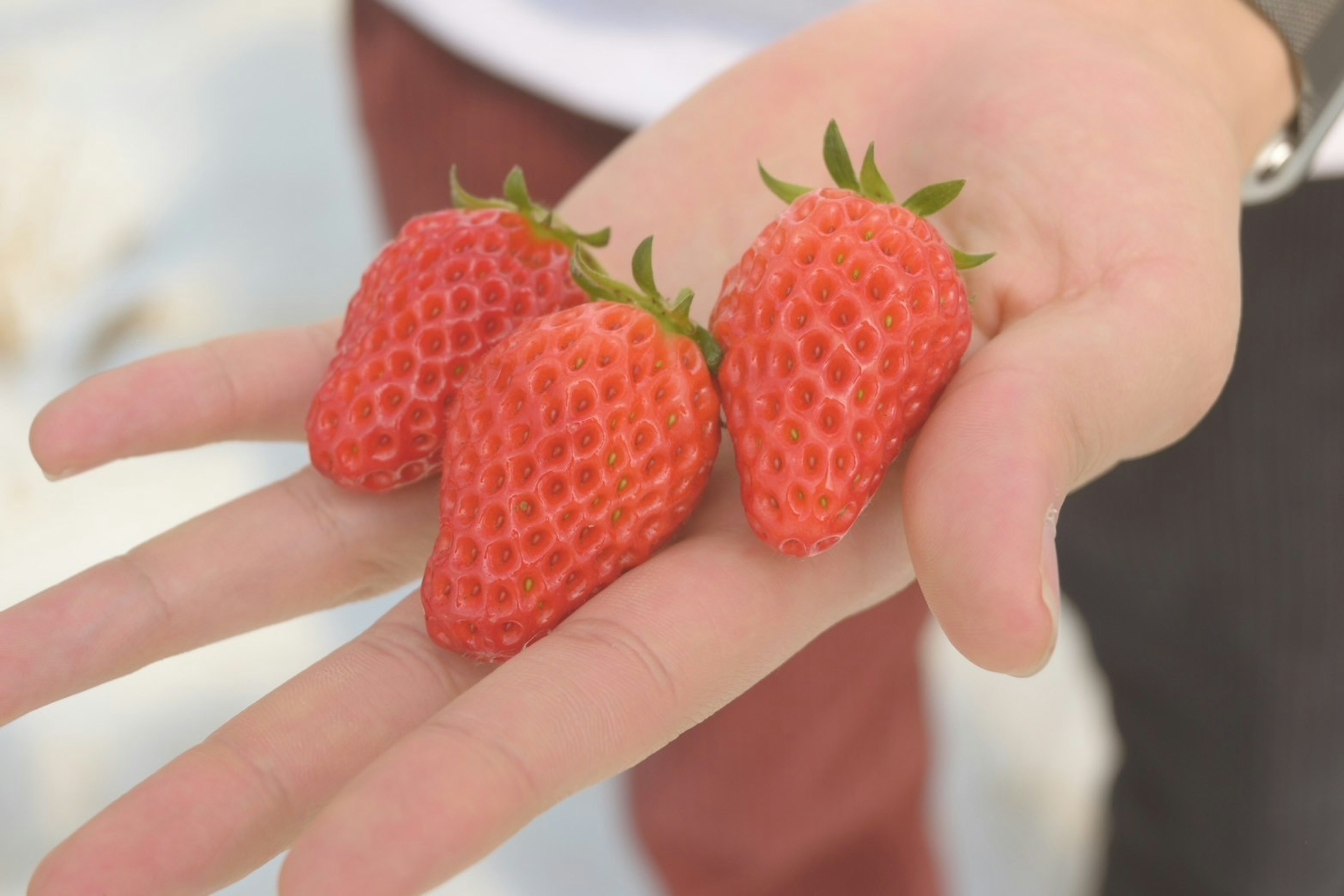 Tre fragole rosse tenute in una mano