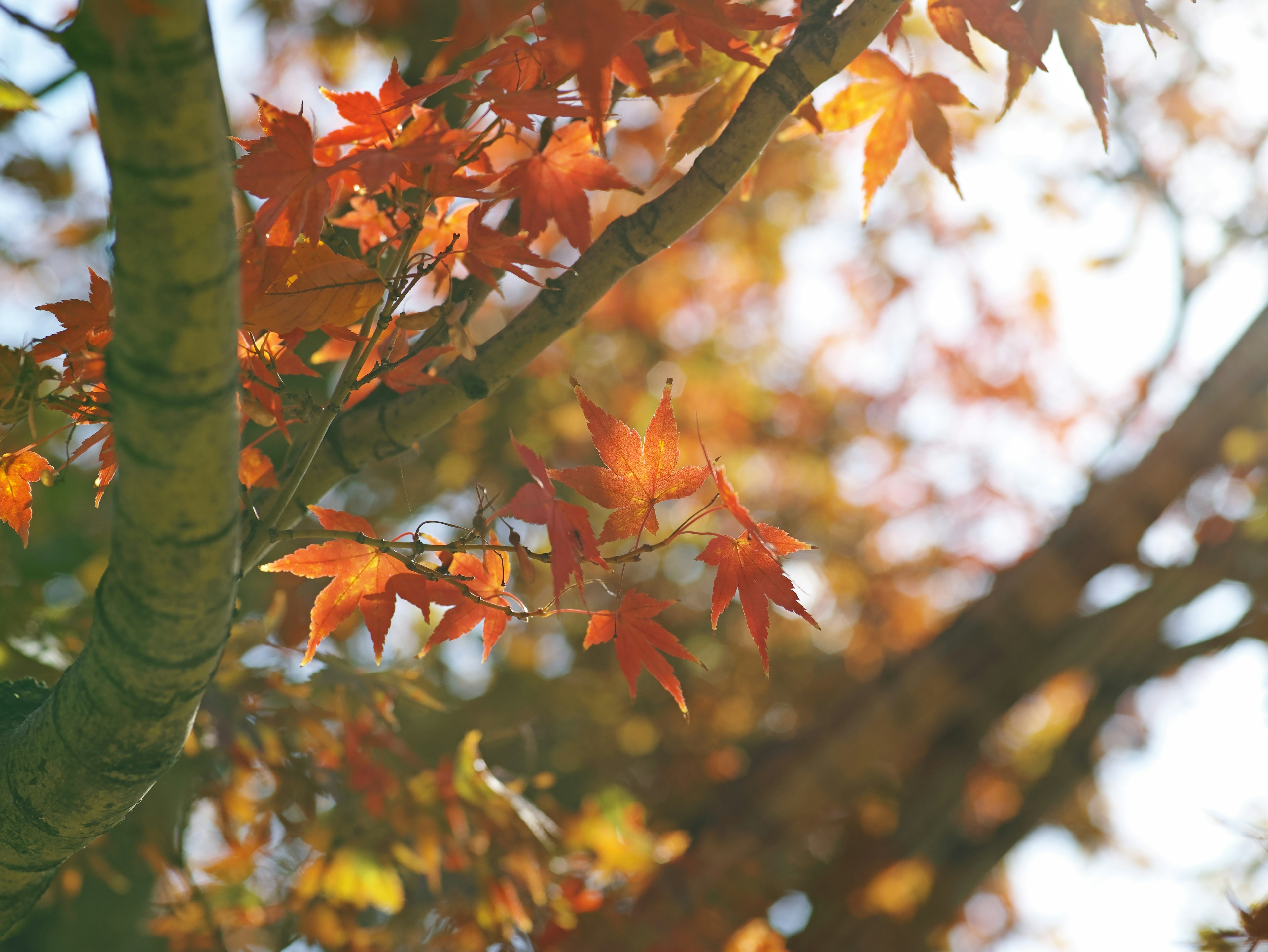 秋に色づいた紅葉の葉と柔らかな光が差し込む木の枝