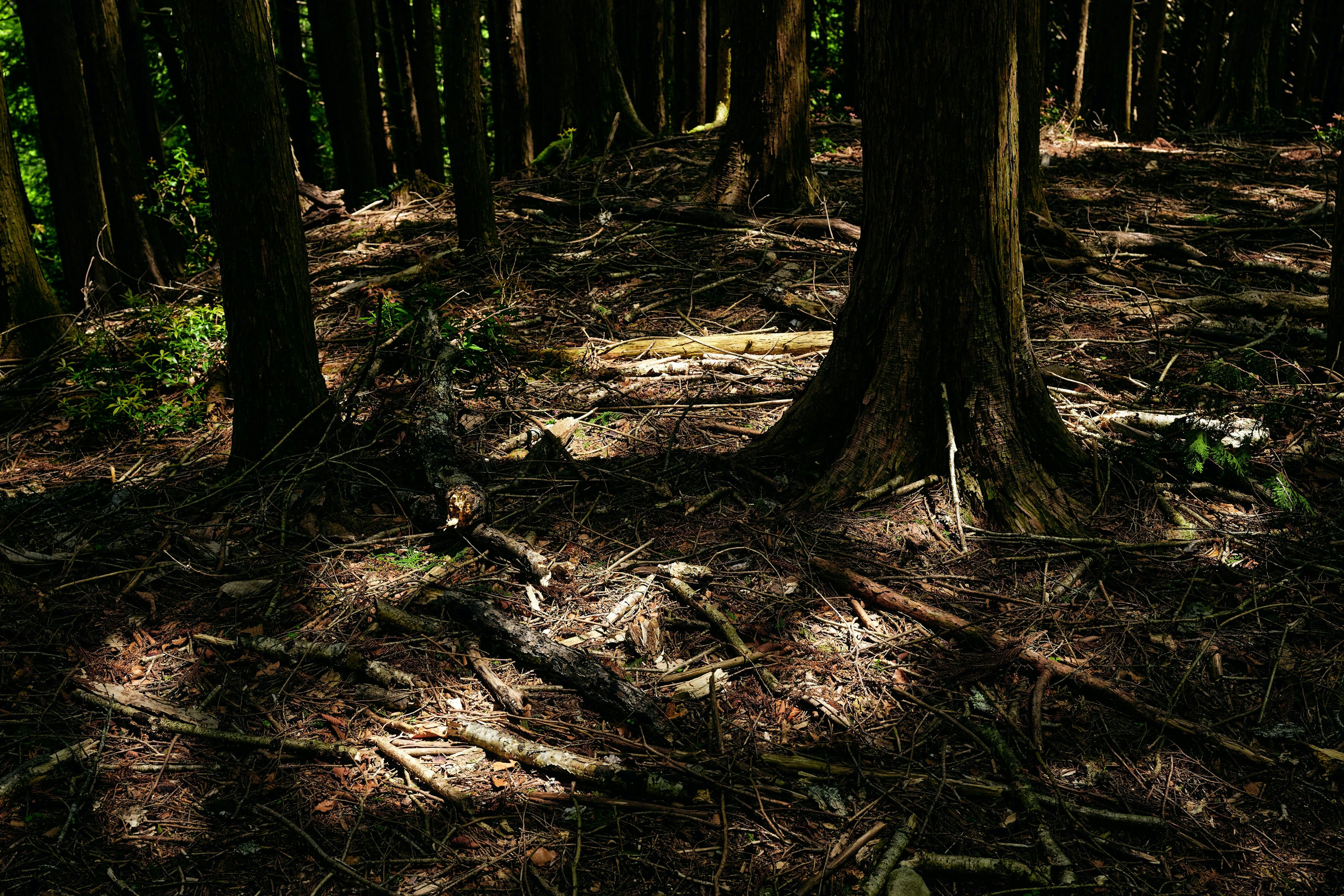 Pemandangan hutan dengan pepohonan dan tanah yang ternaungi