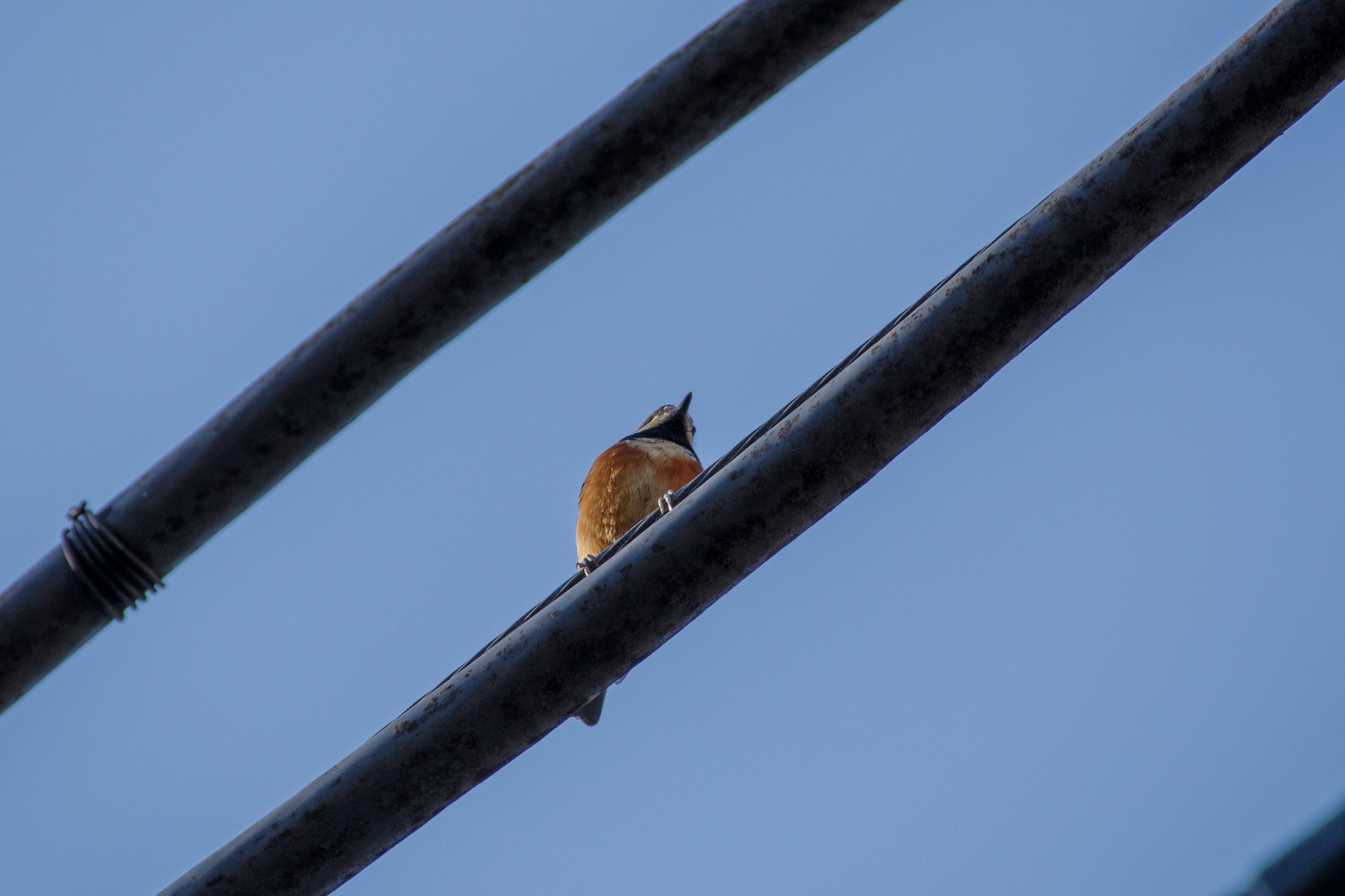 Un pequeño pájaro posado en un cable eléctrico bajo un cielo azul