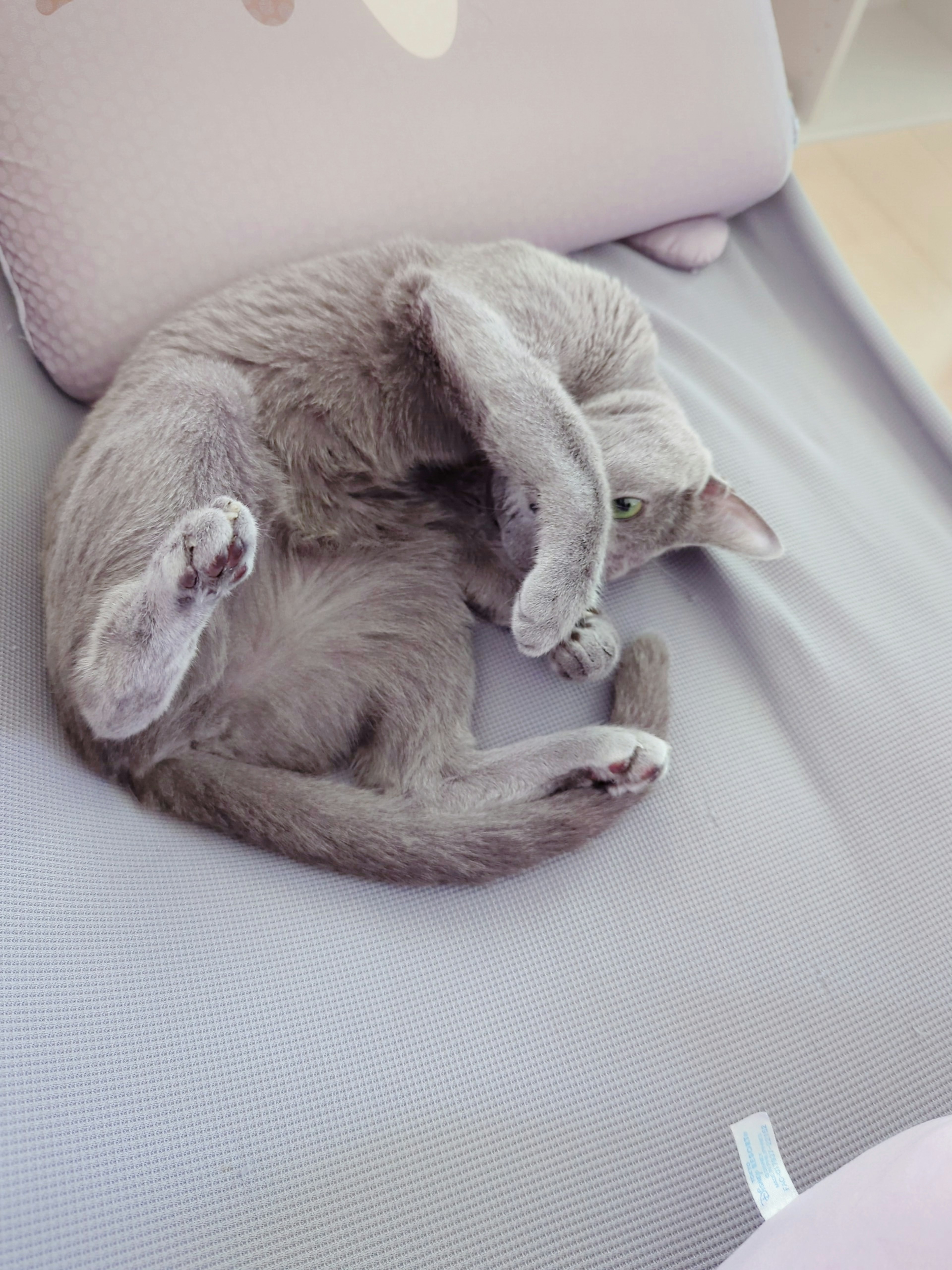 A gray cat curled up sleeping on a sofa