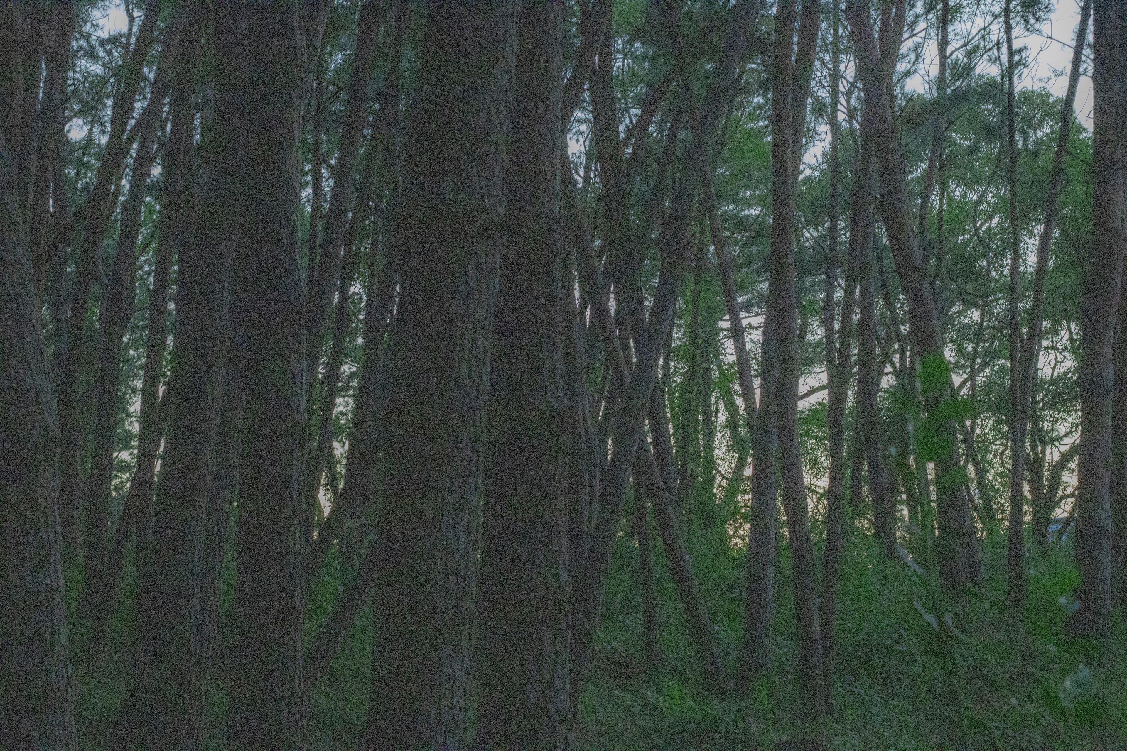 Paesaggio forestale denso con alberi alti e luce soffusa