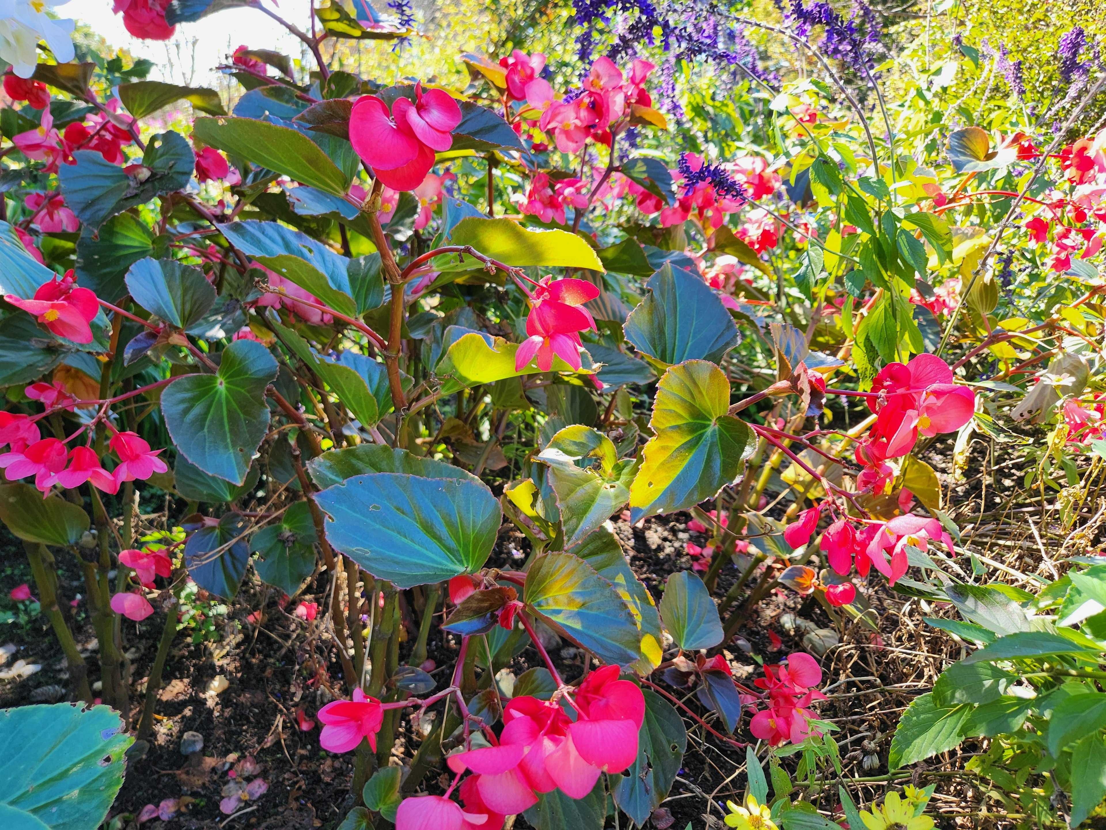 Vibrant garden scene with blooming pink begonias surrounded by green leaves