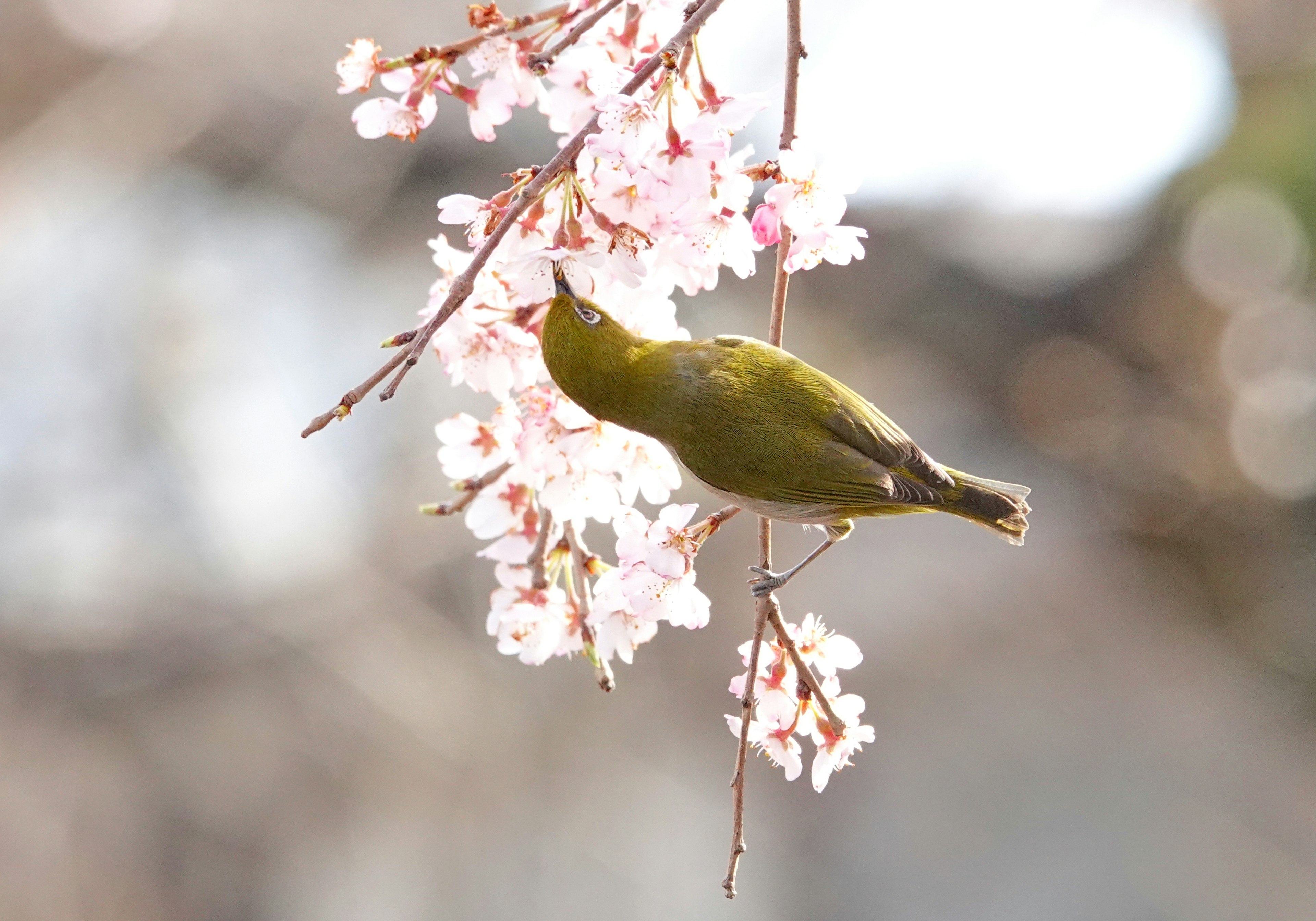 Pequeño pájaro verde buscando alimento entre las flores de cerezo