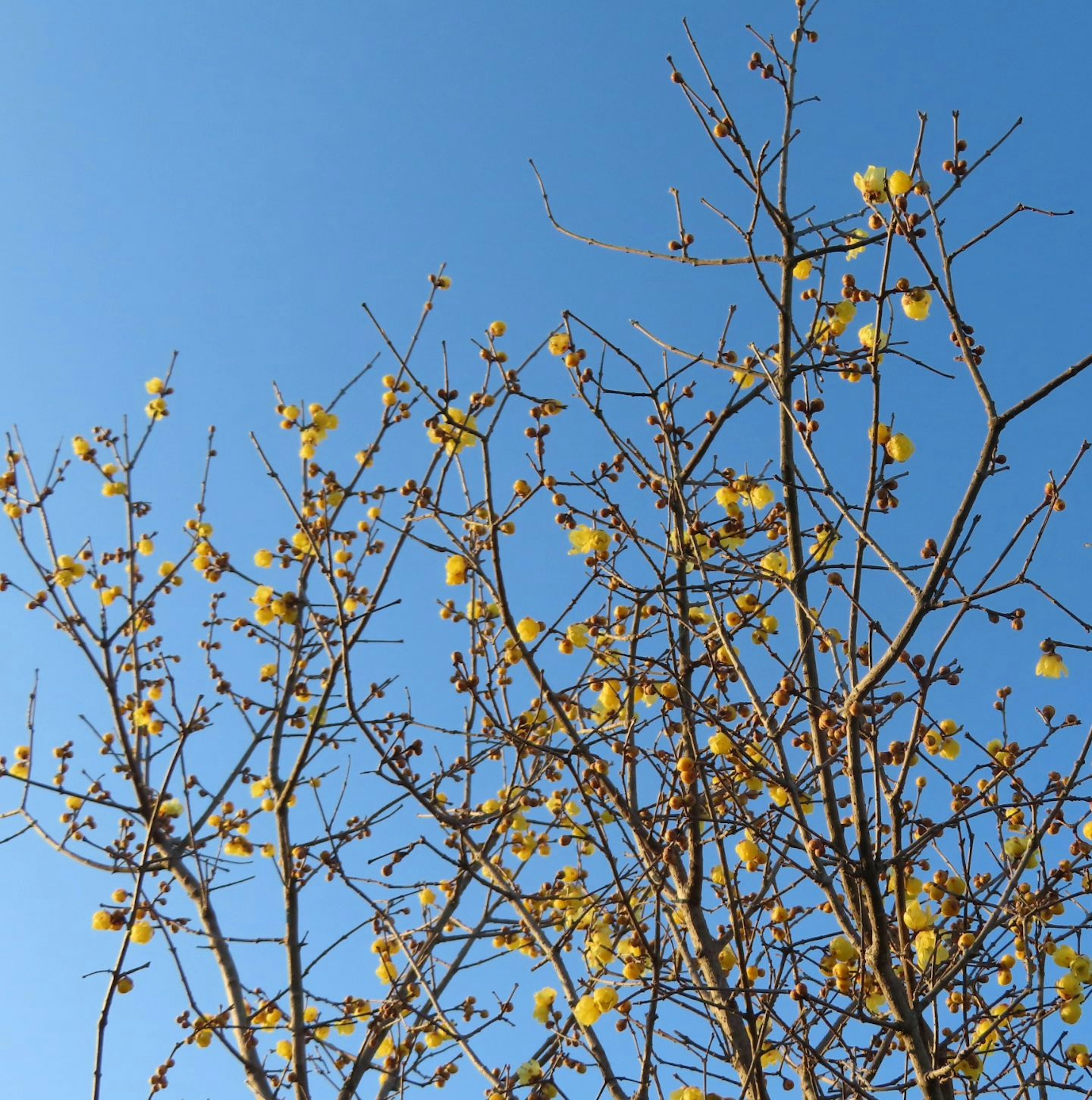 Tree with yellow flowers against a blue sky