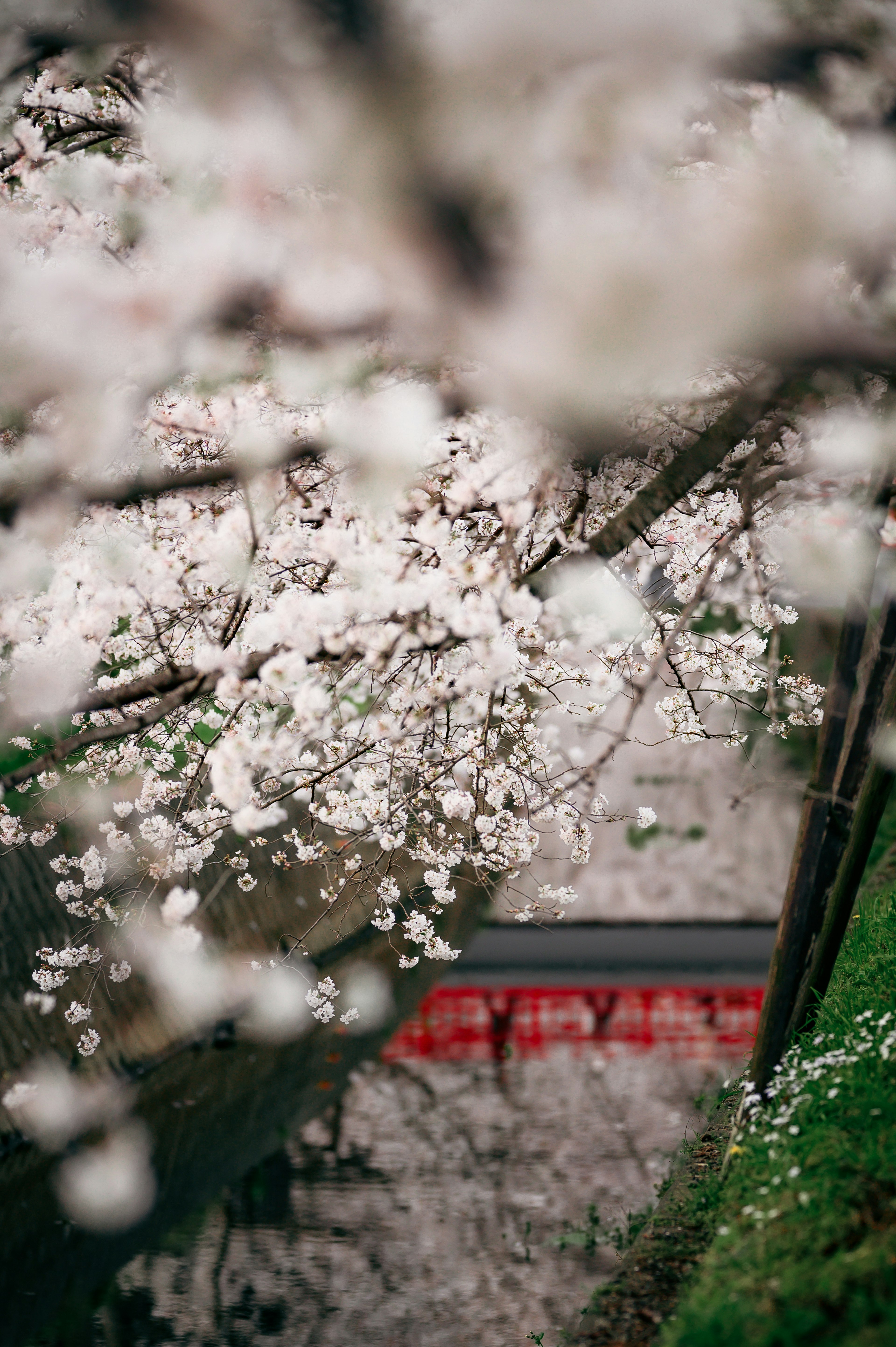 Branches de cerisier en fleurs au-dessus d'un canal avec des pétales tombés et de l'herbe verte