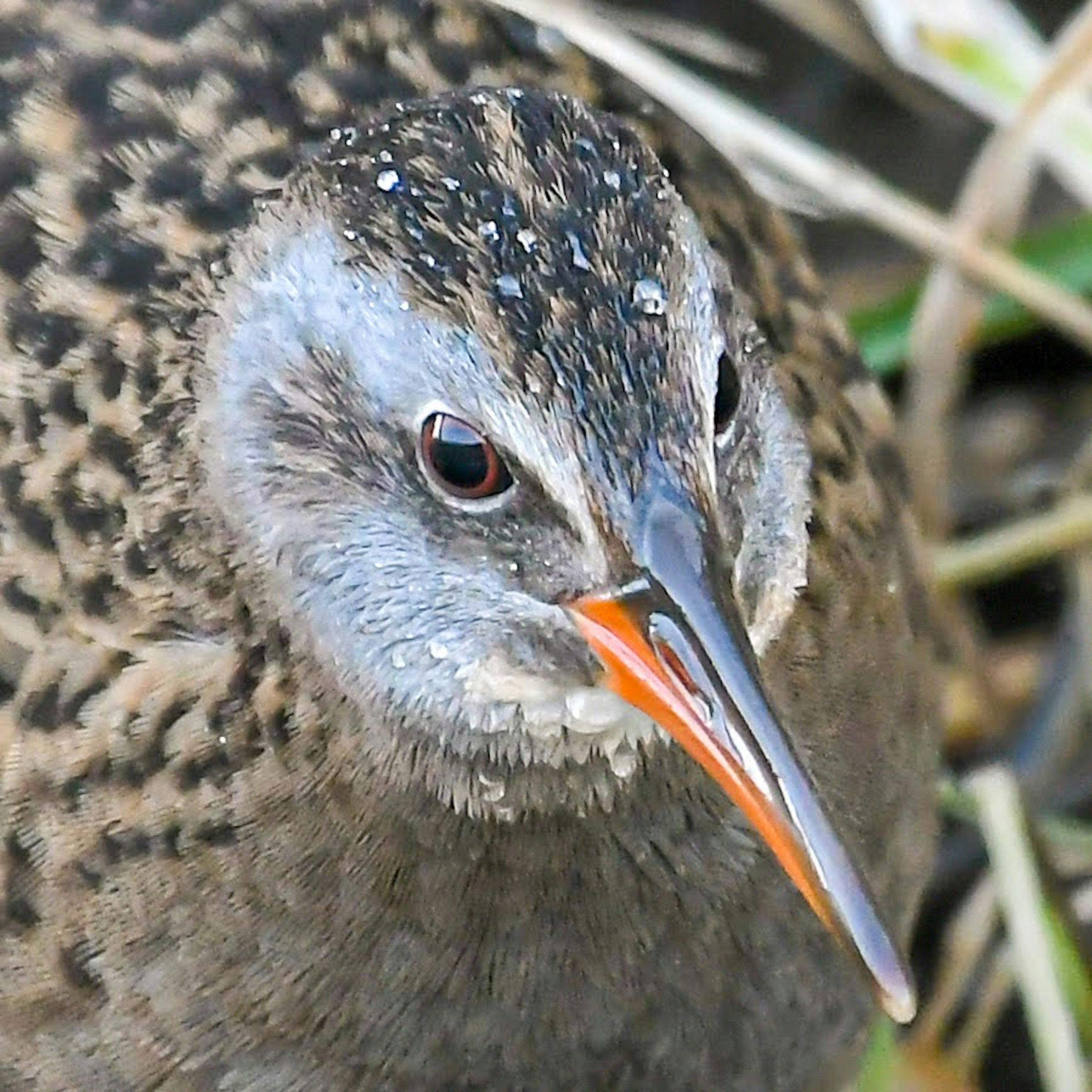 Primer plano de la cara de un pájaro patrones de plumas detallados pico naranja