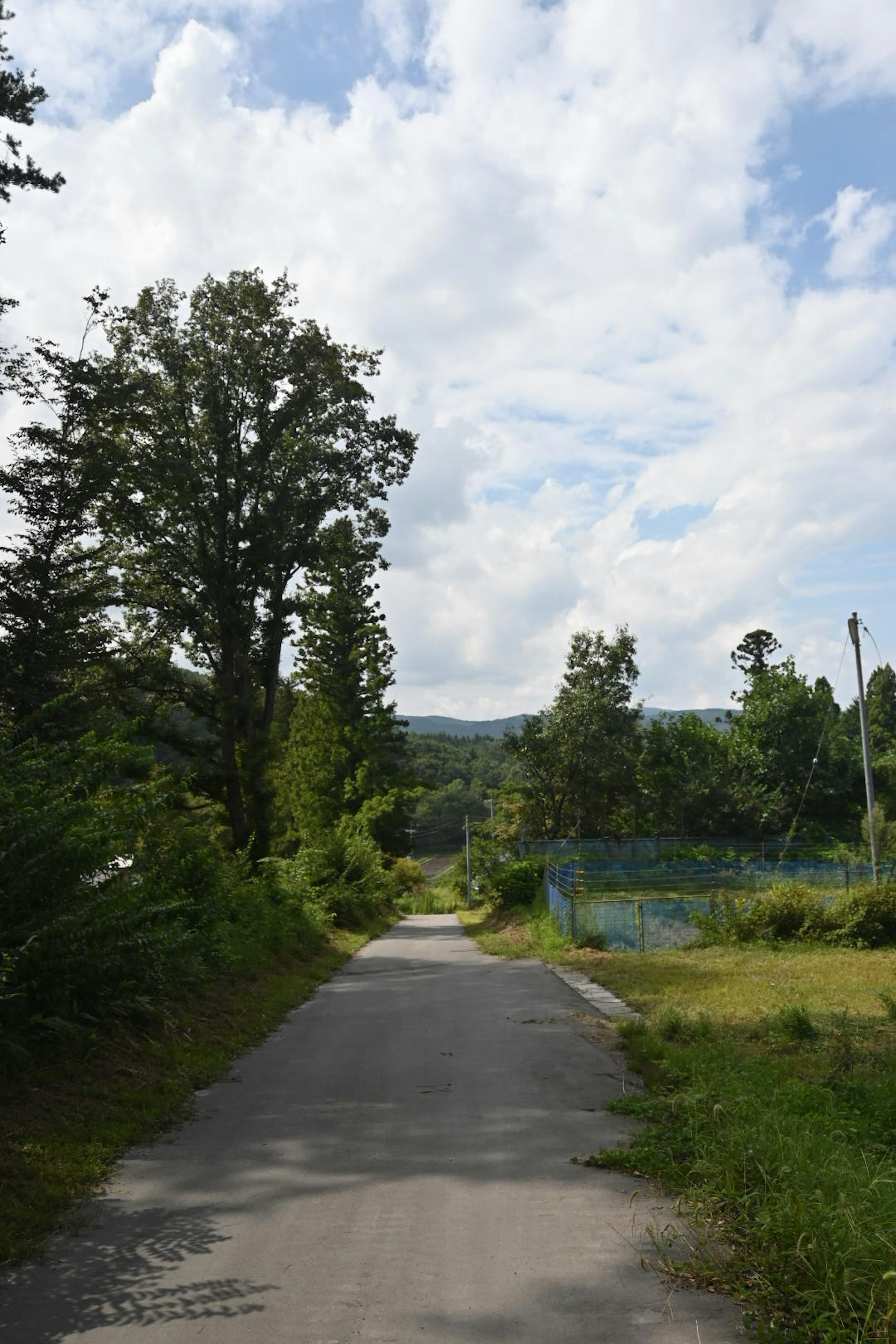 Scenic pathway lined with lush trees under a cloudy sky