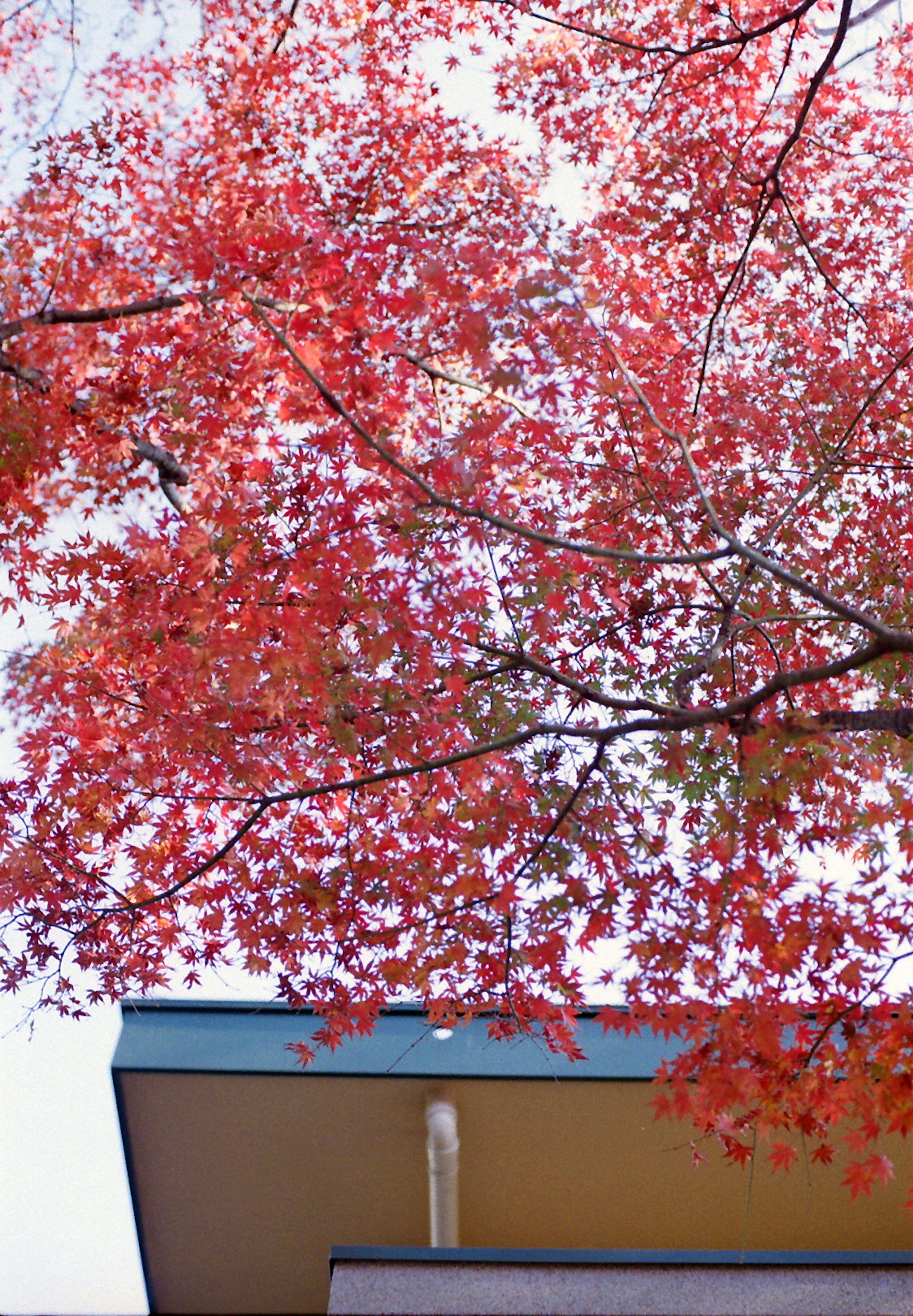 Vibrant red leaves of a tree with a hint of a blue roof