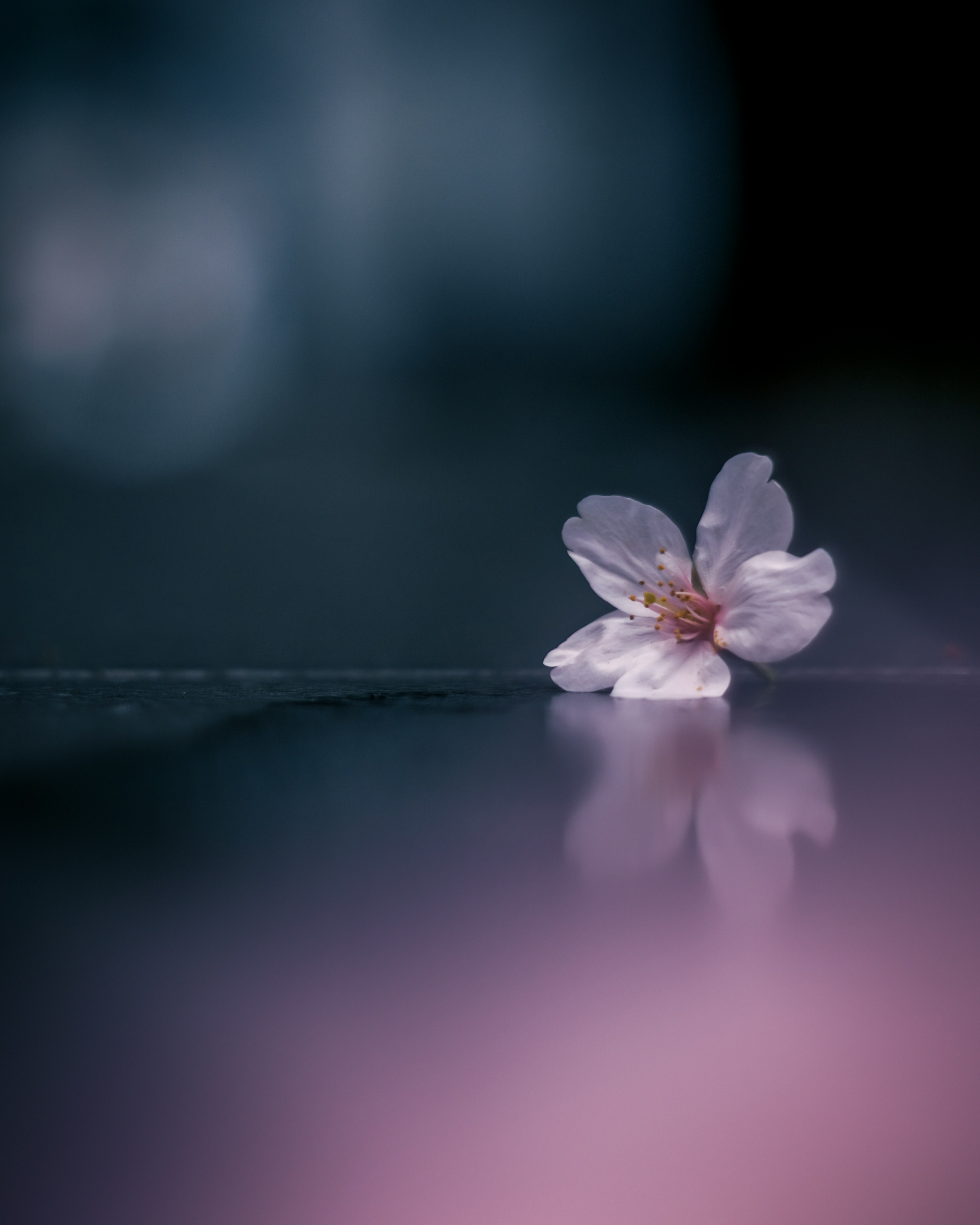 A delicate pink cherry blossom reflecting on a dark surface