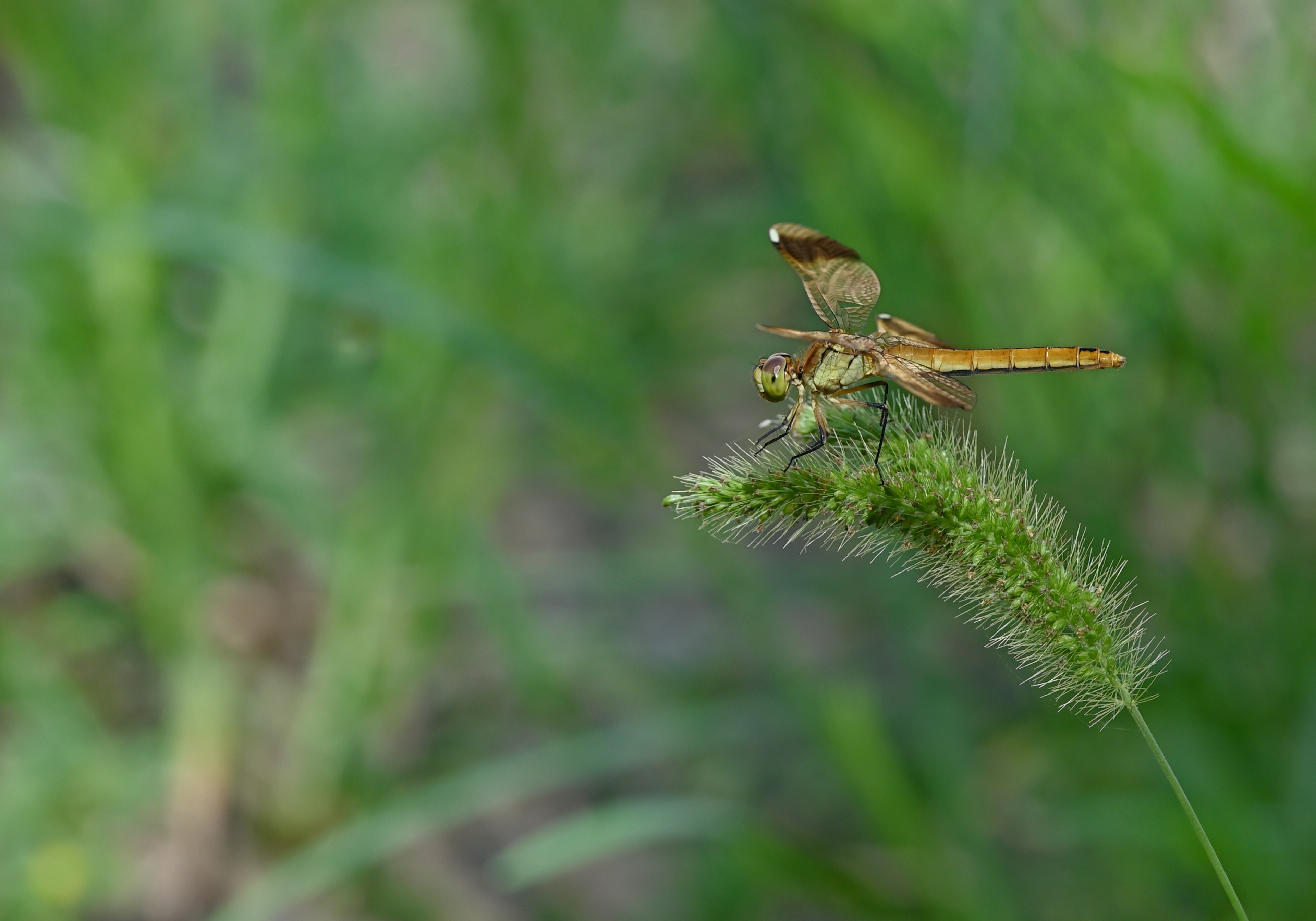 Libellule orange perchée sur une tige d'herbe verte