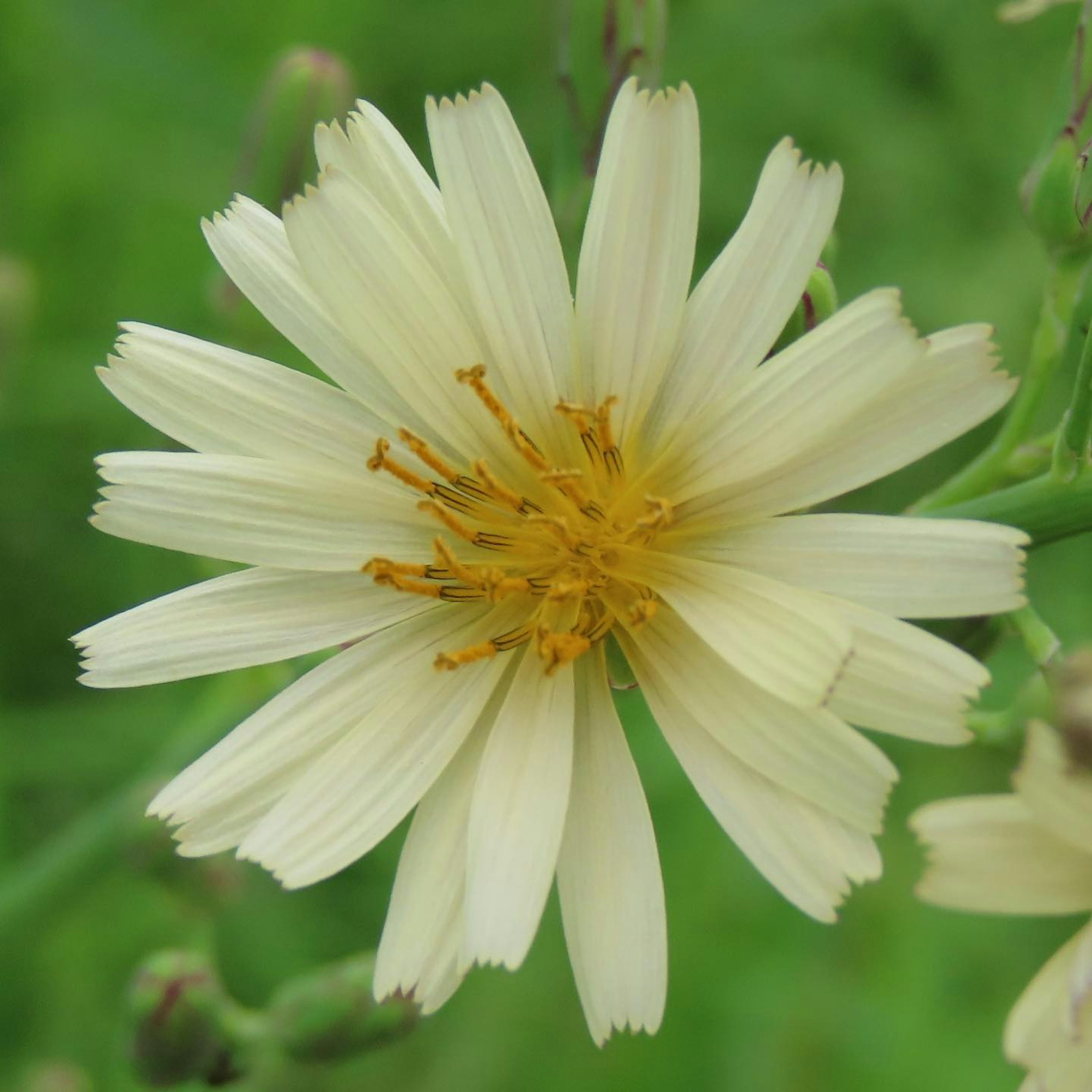 Gros plan d'une fleur sauvage avec des pétales jaunes pâles