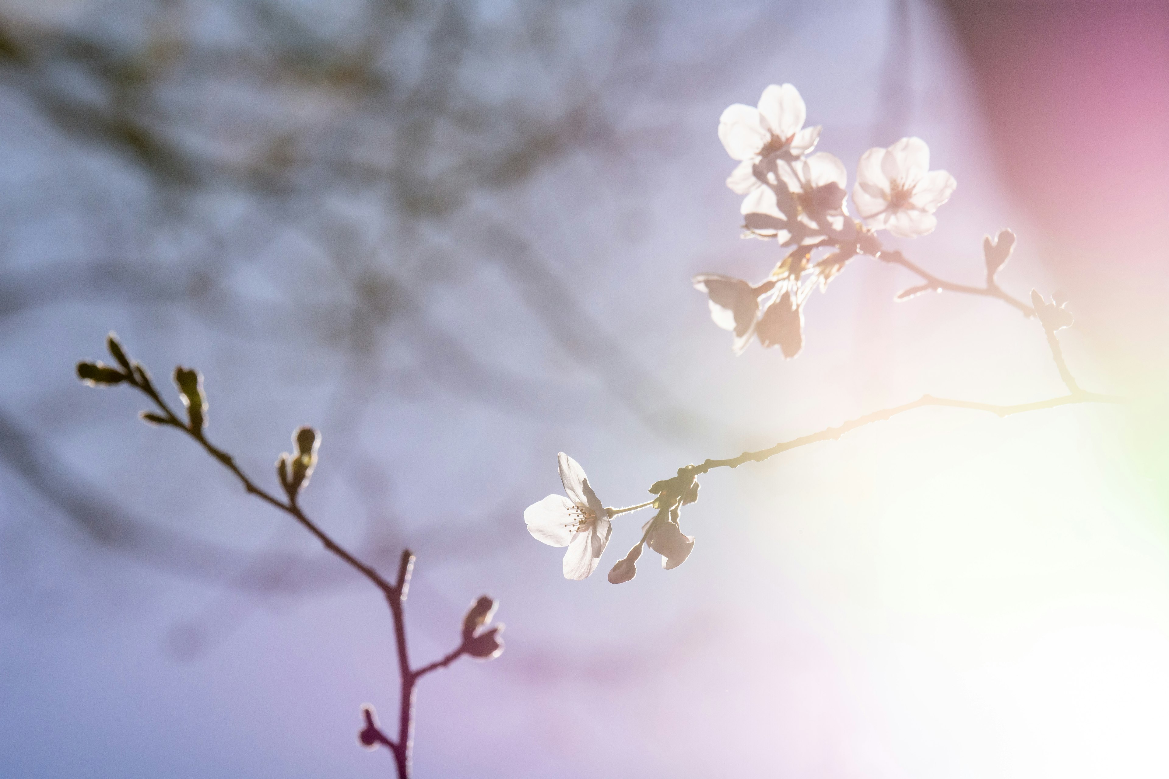 Zweig mit weißen Blumen vor einem sanften, farbigen Hintergrund