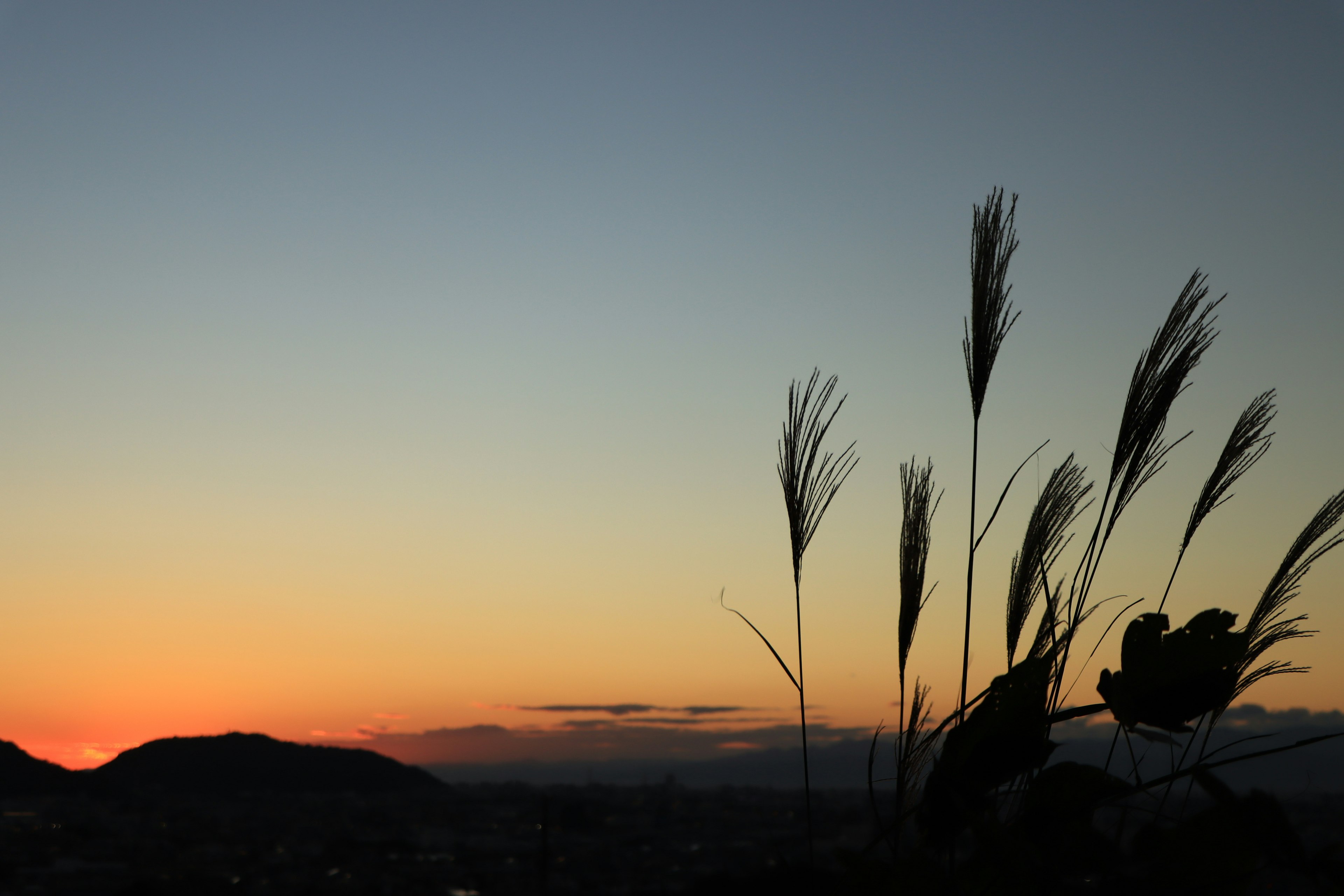 Silhouette of grass against a colorful sunset sky