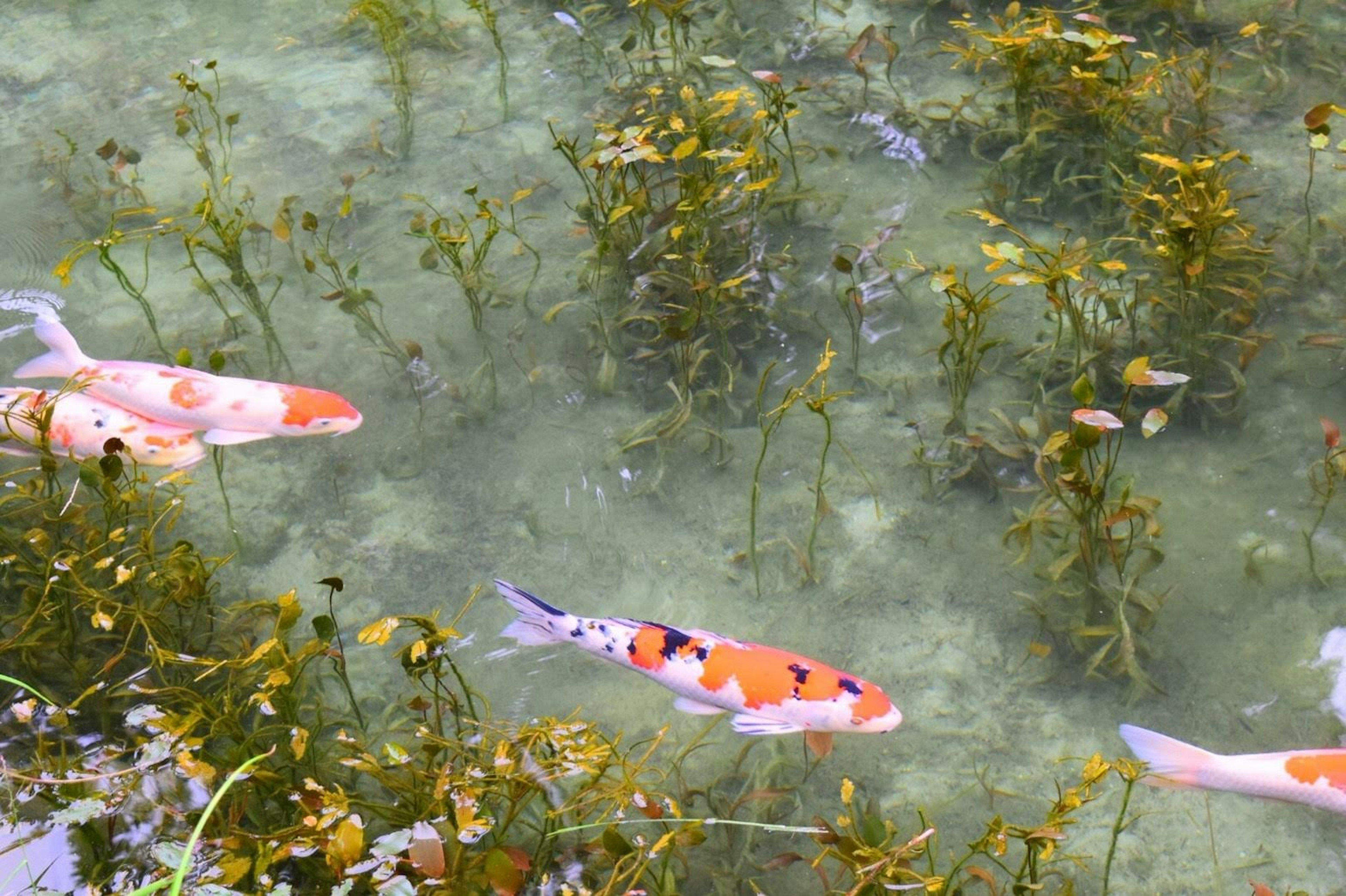 Peces koi nadando en agua clara entre plantas acuáticas