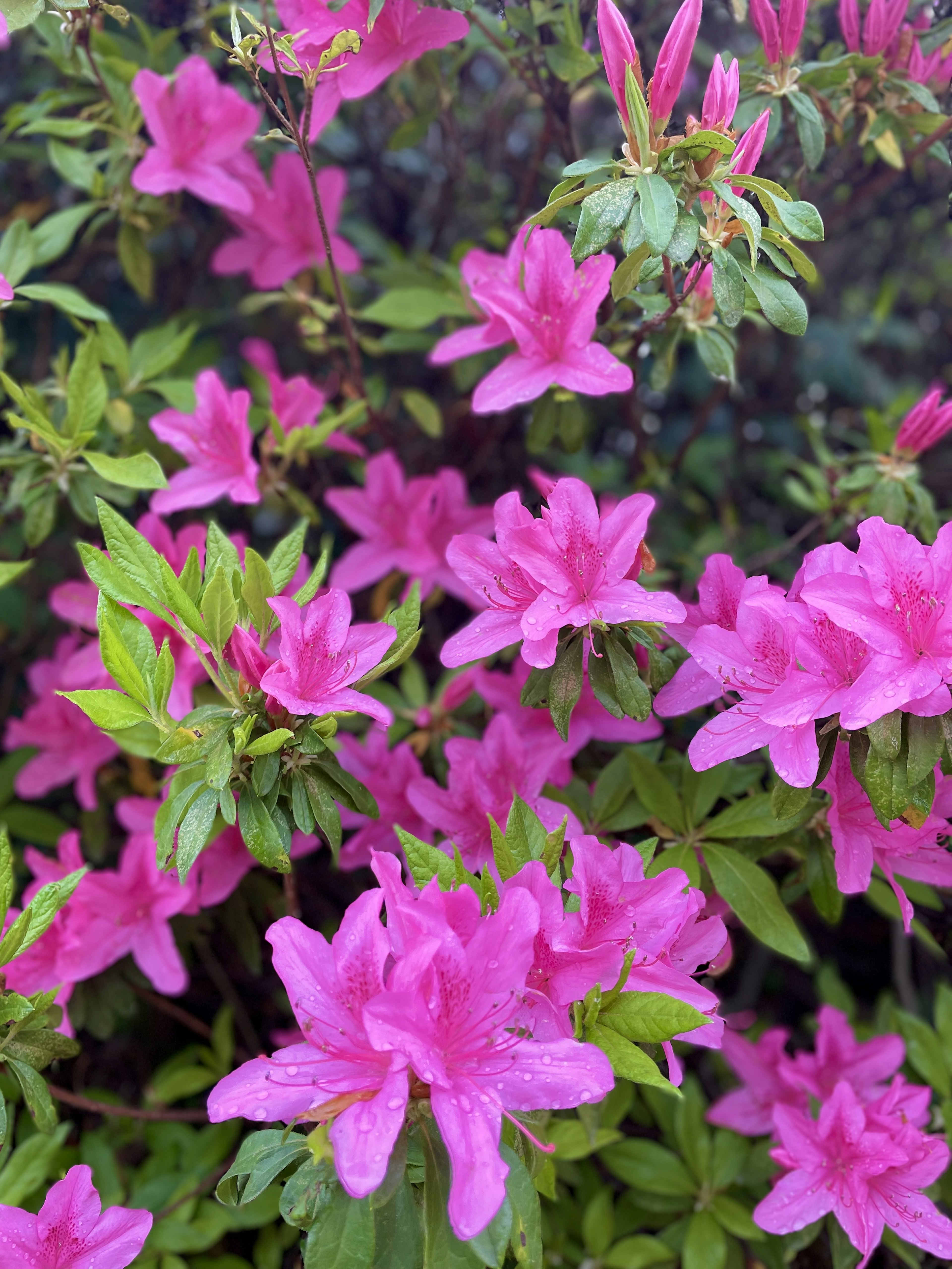 色鮮やかなピンクのツツジの花が咲いている緑の葉の背景