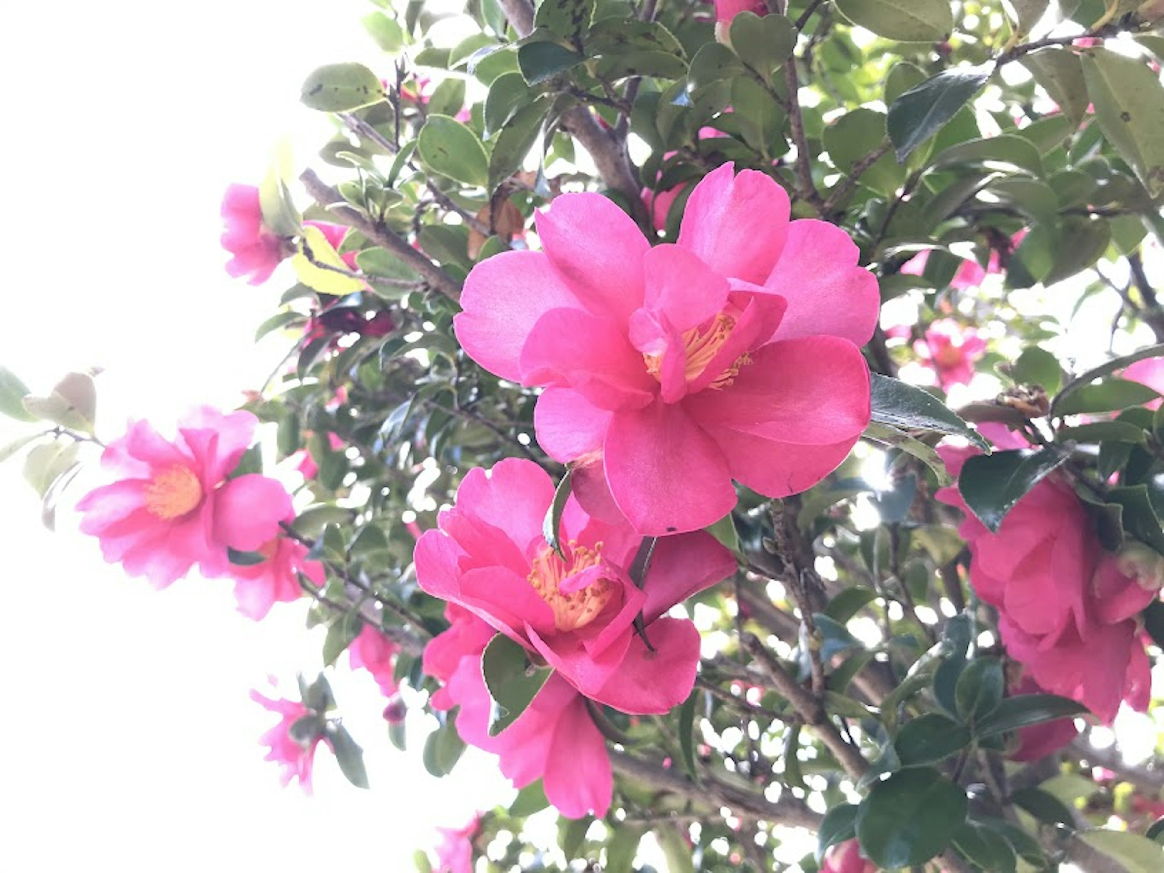 Nahaufnahme eines Baumastes mit lebhaften rosa Blumen