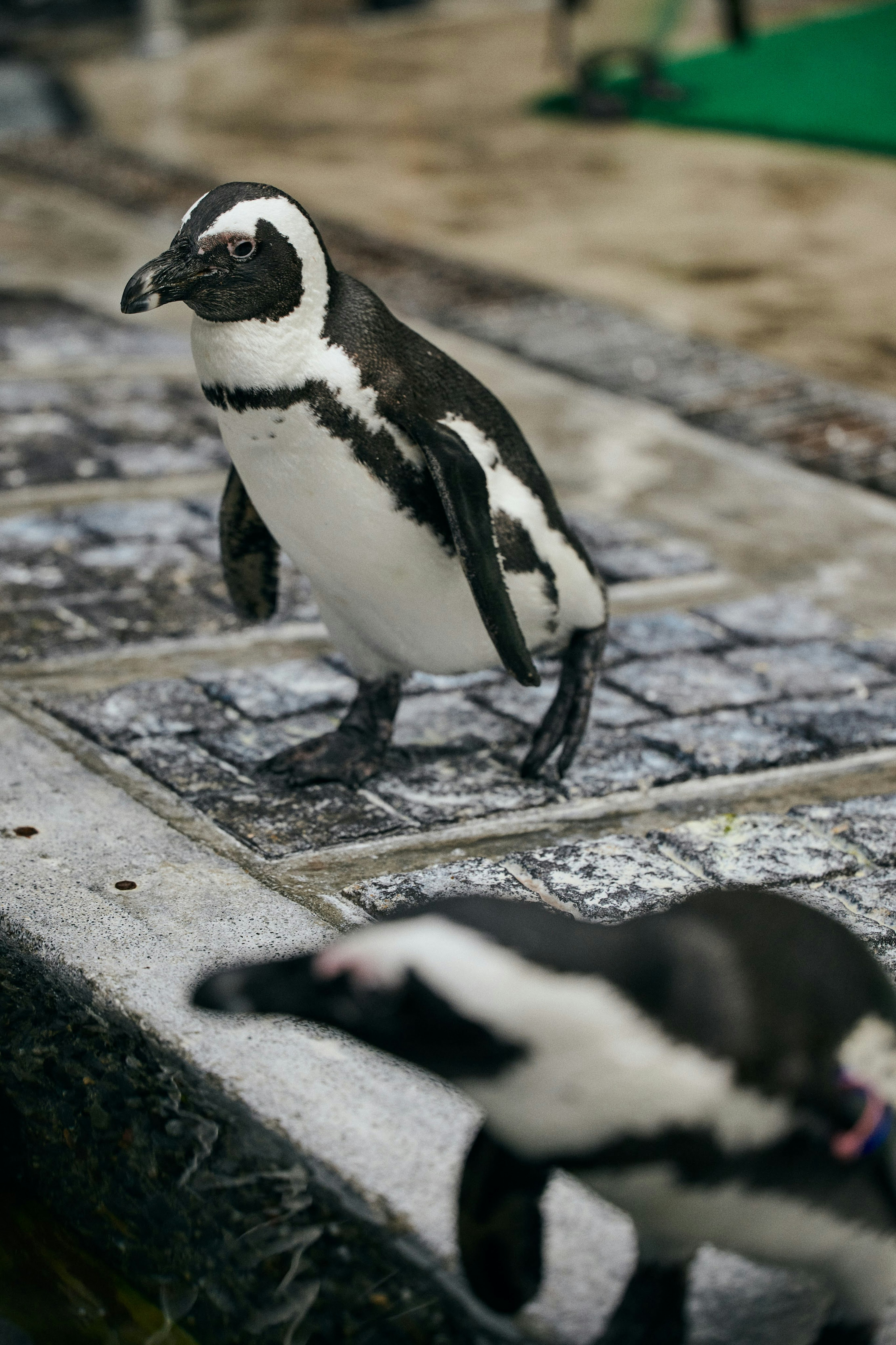 Penguin walking on a stone path