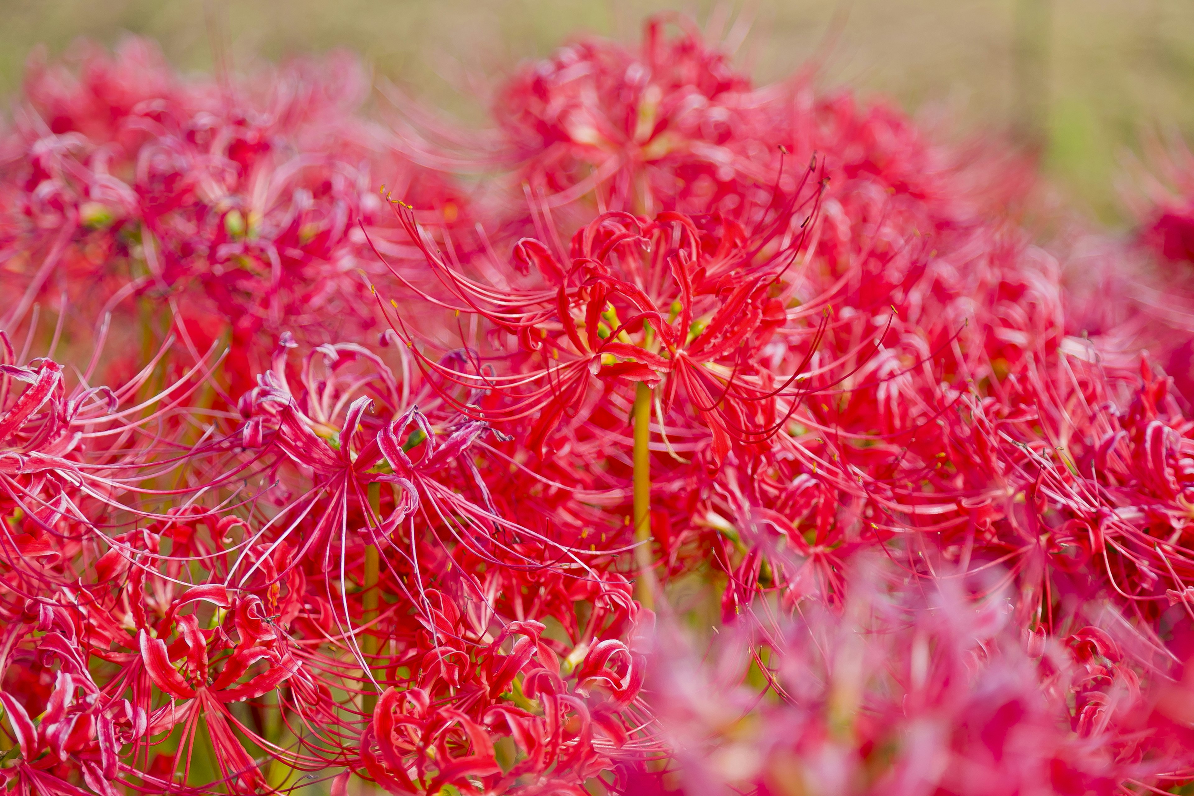 Un vibrante grupo de lirios araña rojos en flor