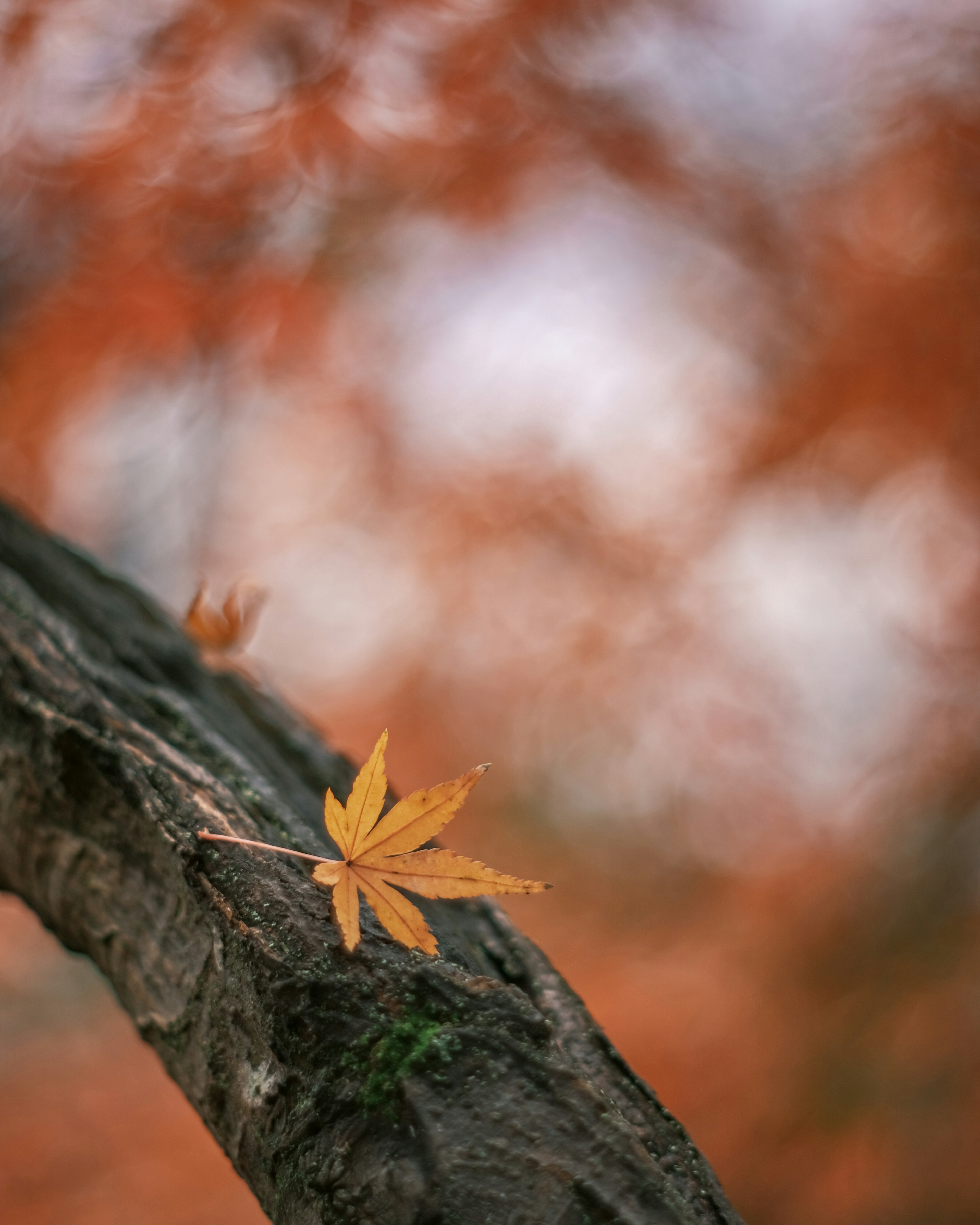 一片黃色的葉子 resting 在樹幹上，背景是生動的橙色秋天景象