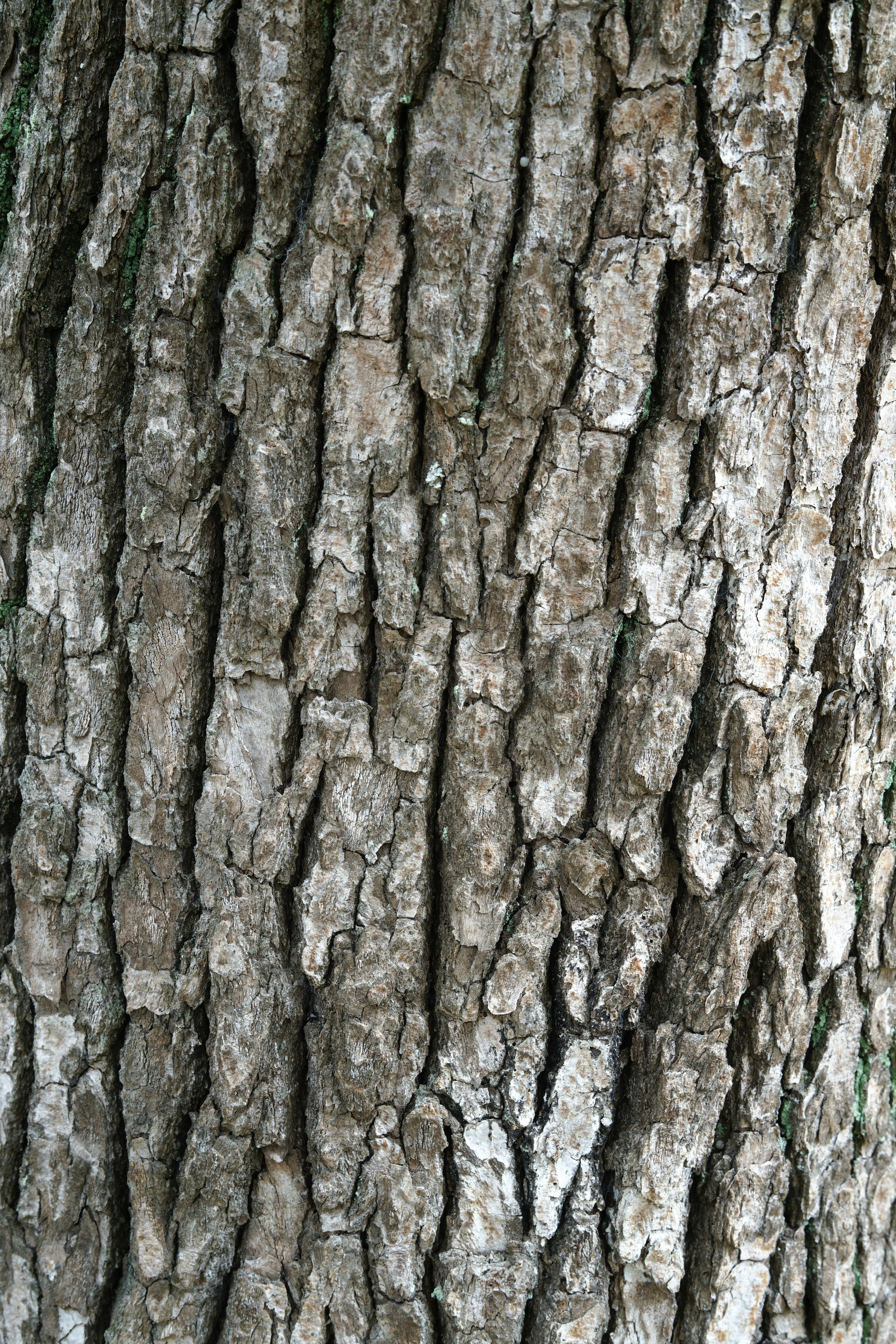 Texture e motivo dettagliati della corteccia di un albero