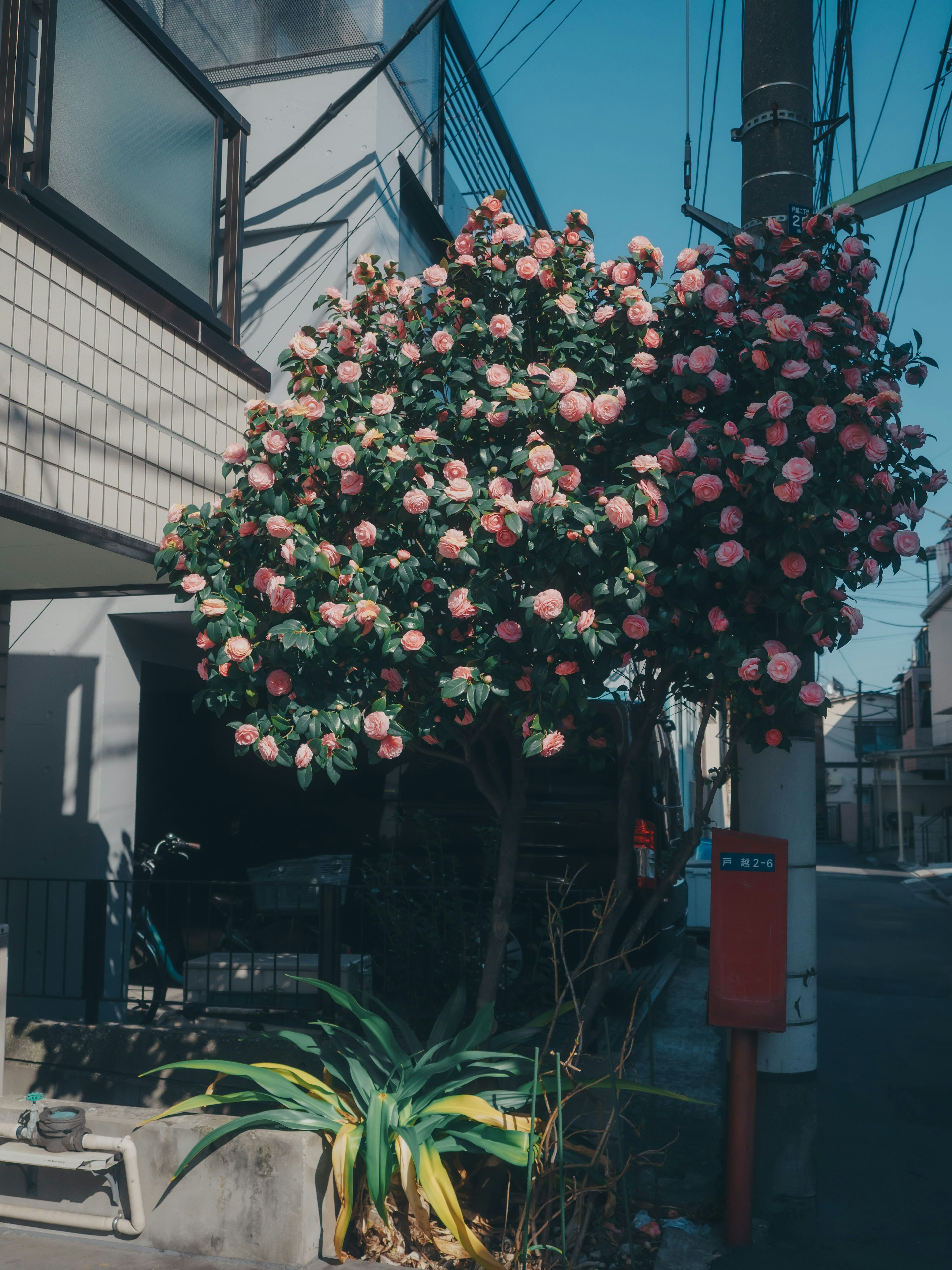 Tree with pink flowers beside a building on a sunny day