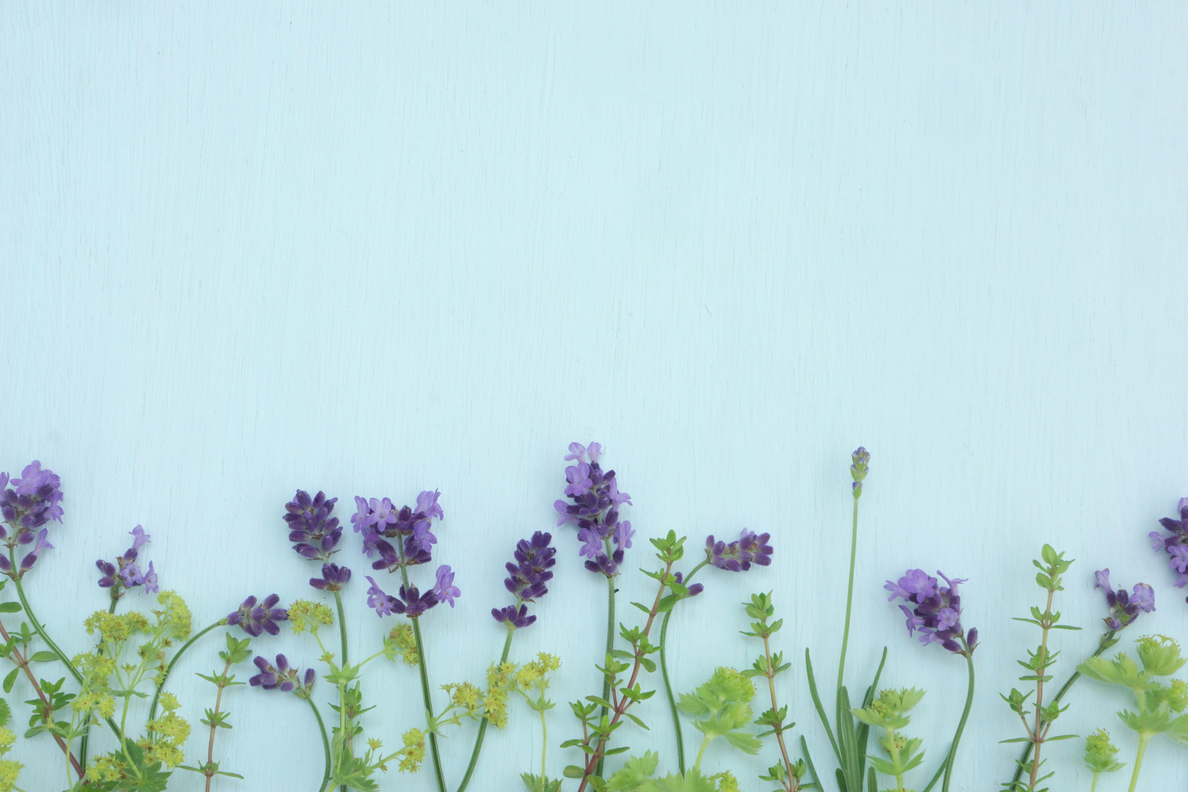 Flores moradas y hojas verdes dispuestas sobre un fondo azul claro