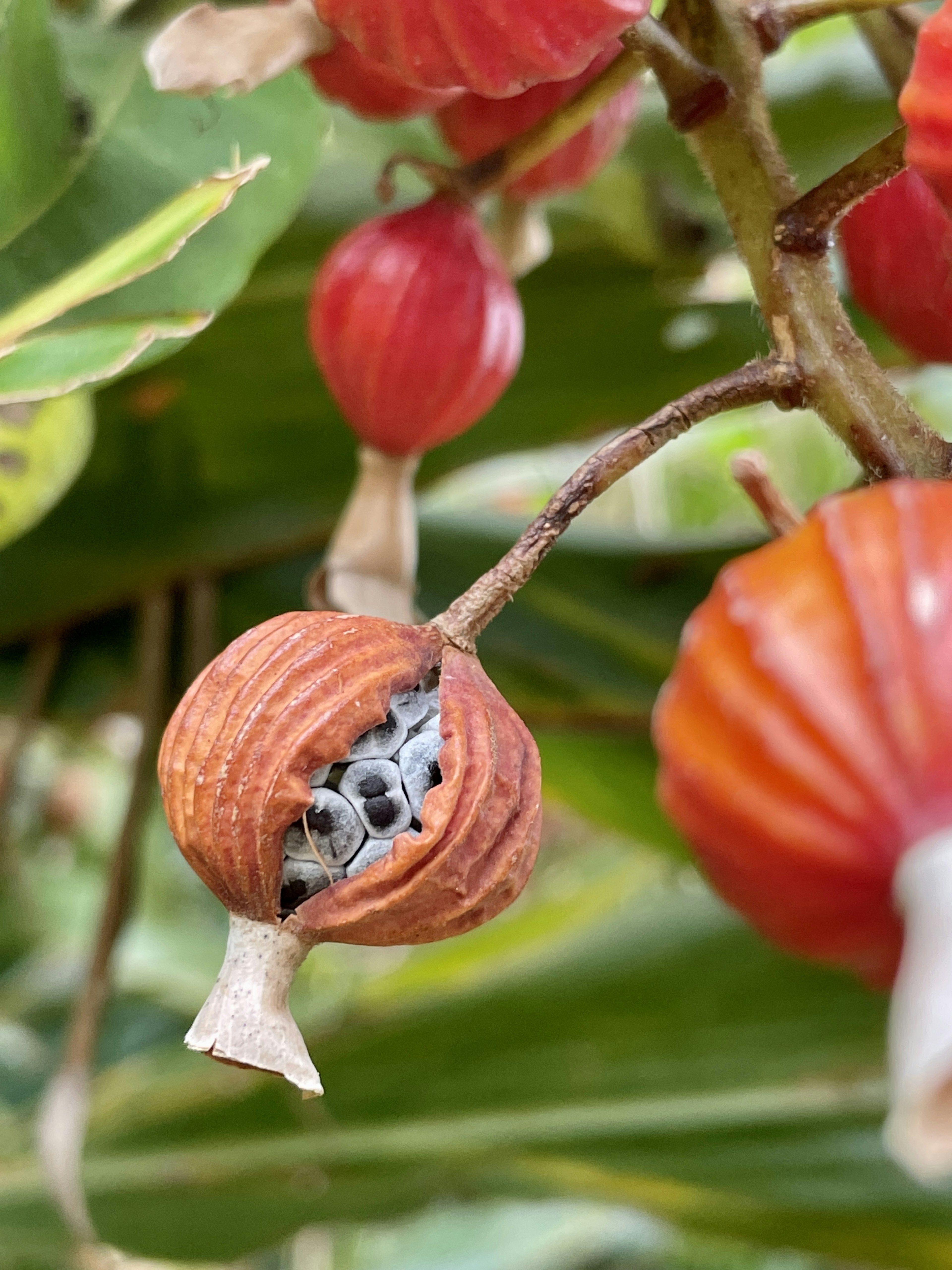 Gros plan d'une plante avec des fruits rouges montrant une gousse fendue révélant de petits objets blancs à l'intérieur