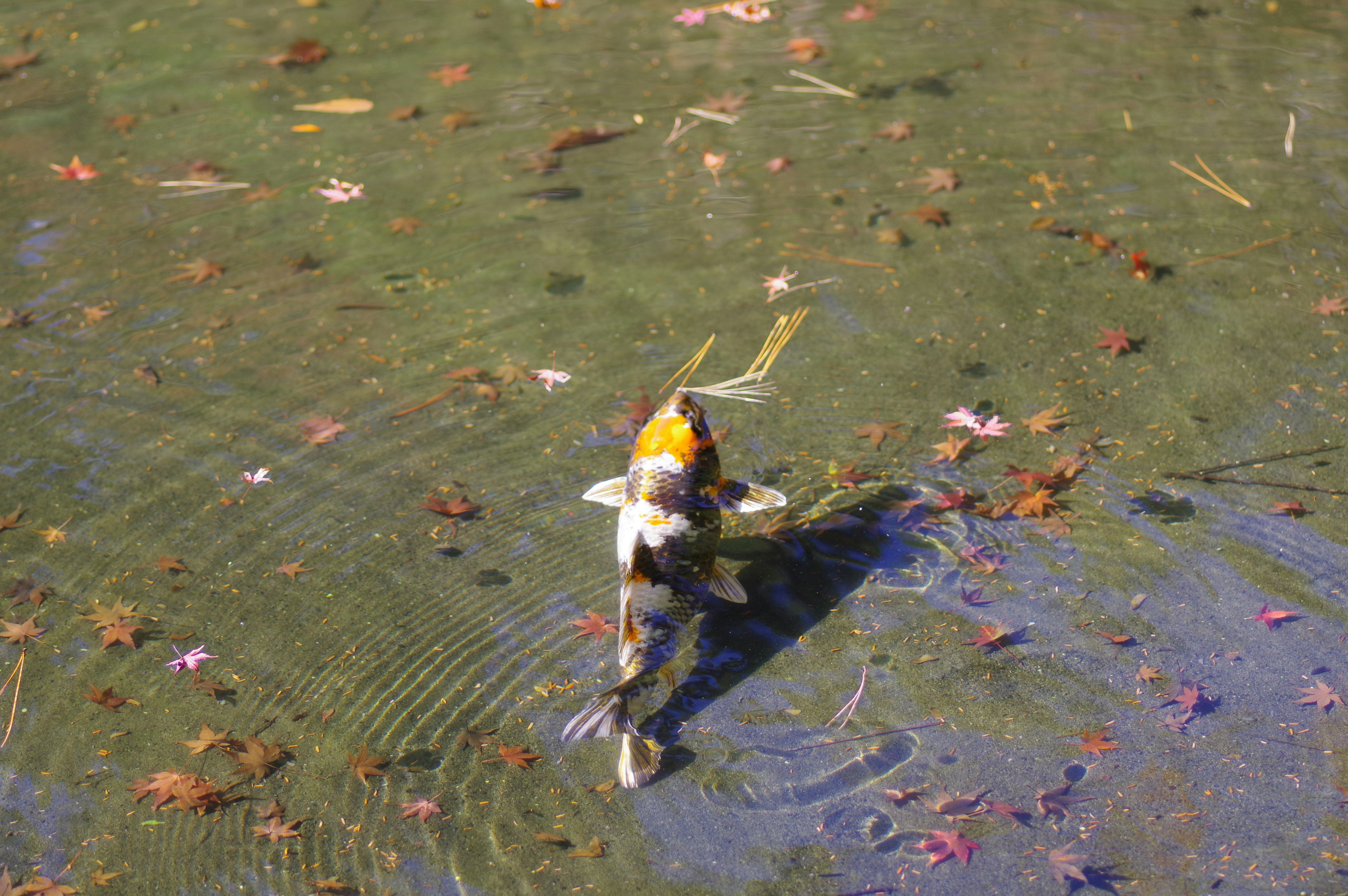 Koi fish swimming in a pond with fallen leaves