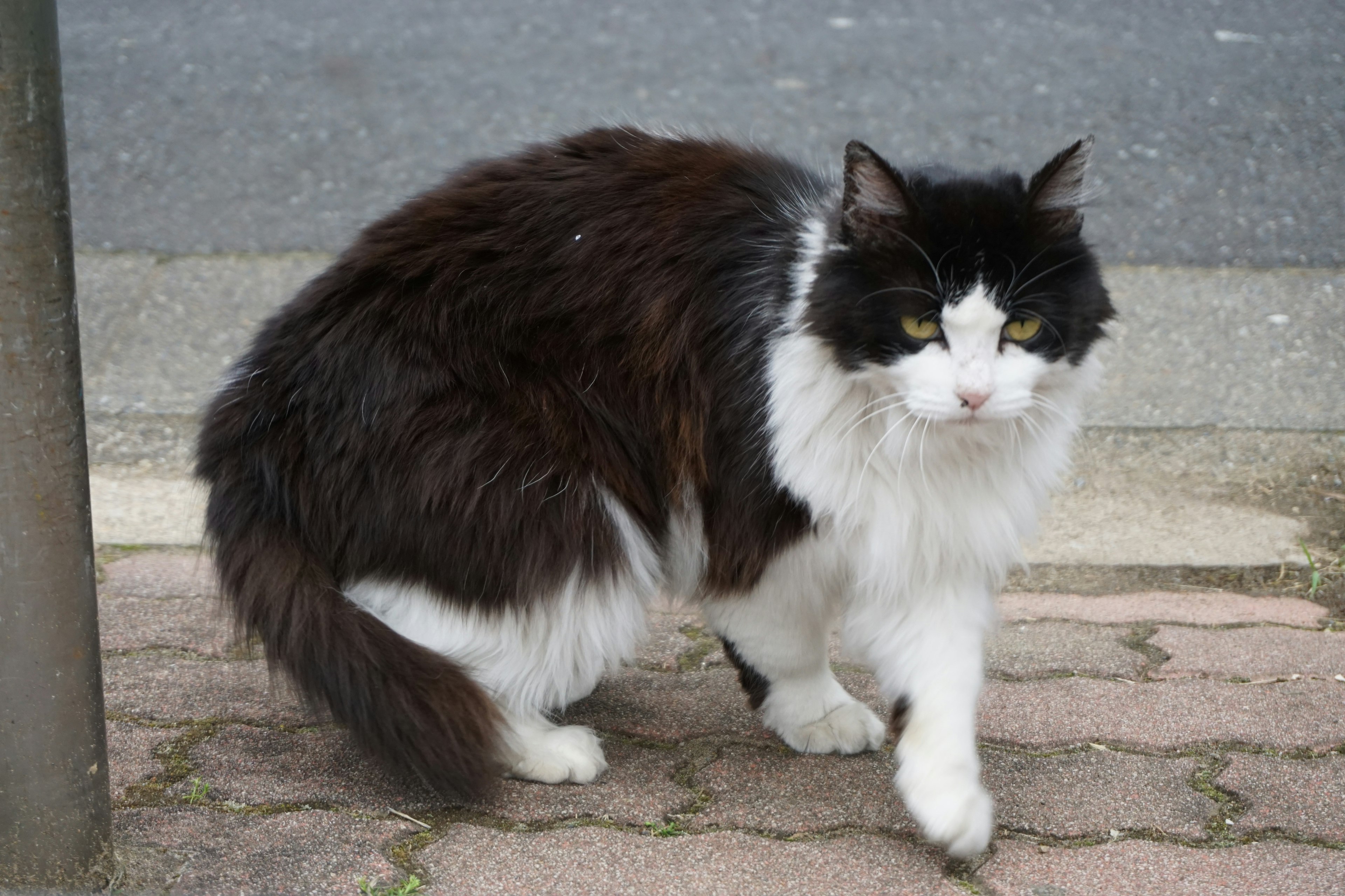 Eine schwarz-weiße Katze, die auf einem Steinweg geht