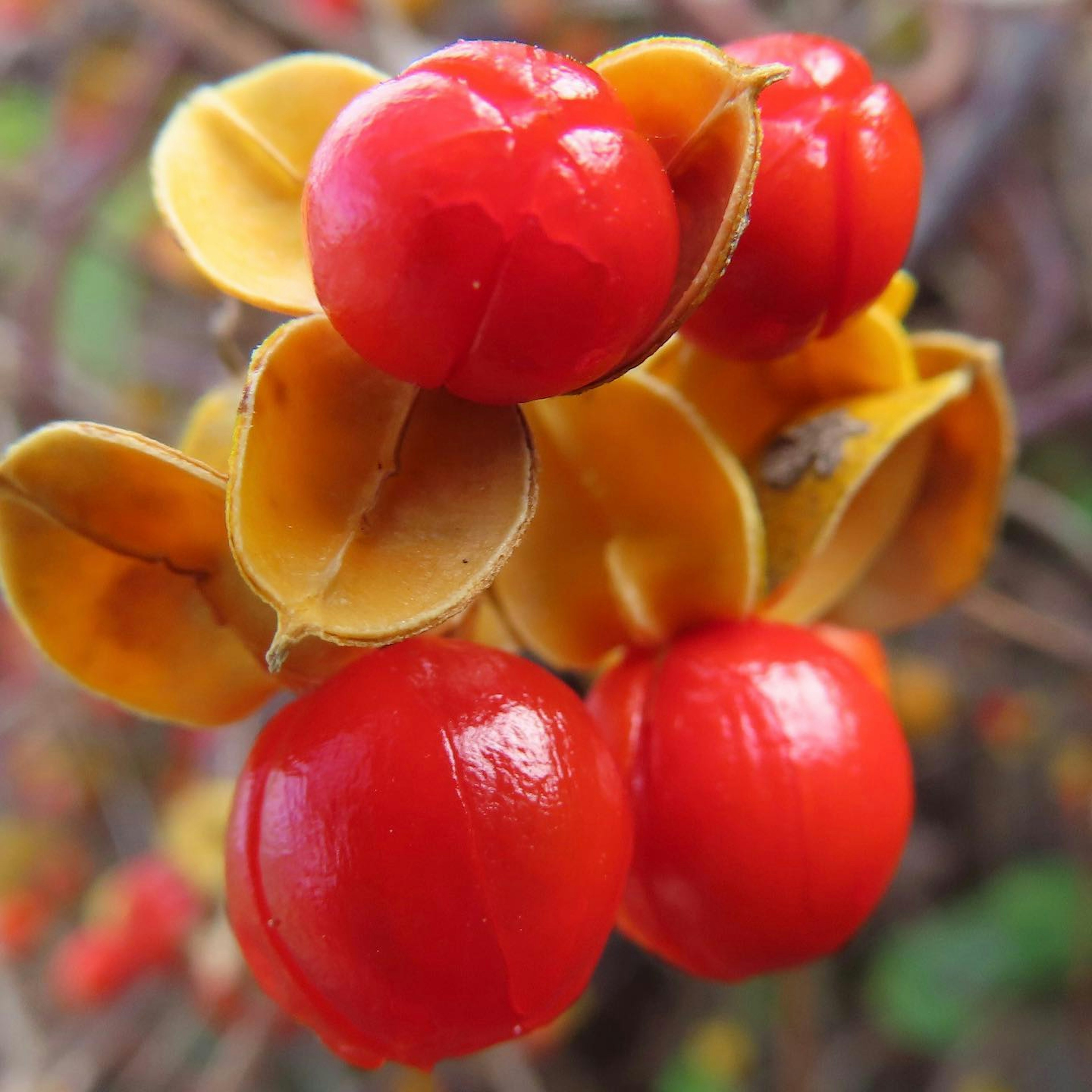 Nahaufnahme von leuchtend roten Beeren und gelben Schoten an einer Pflanze