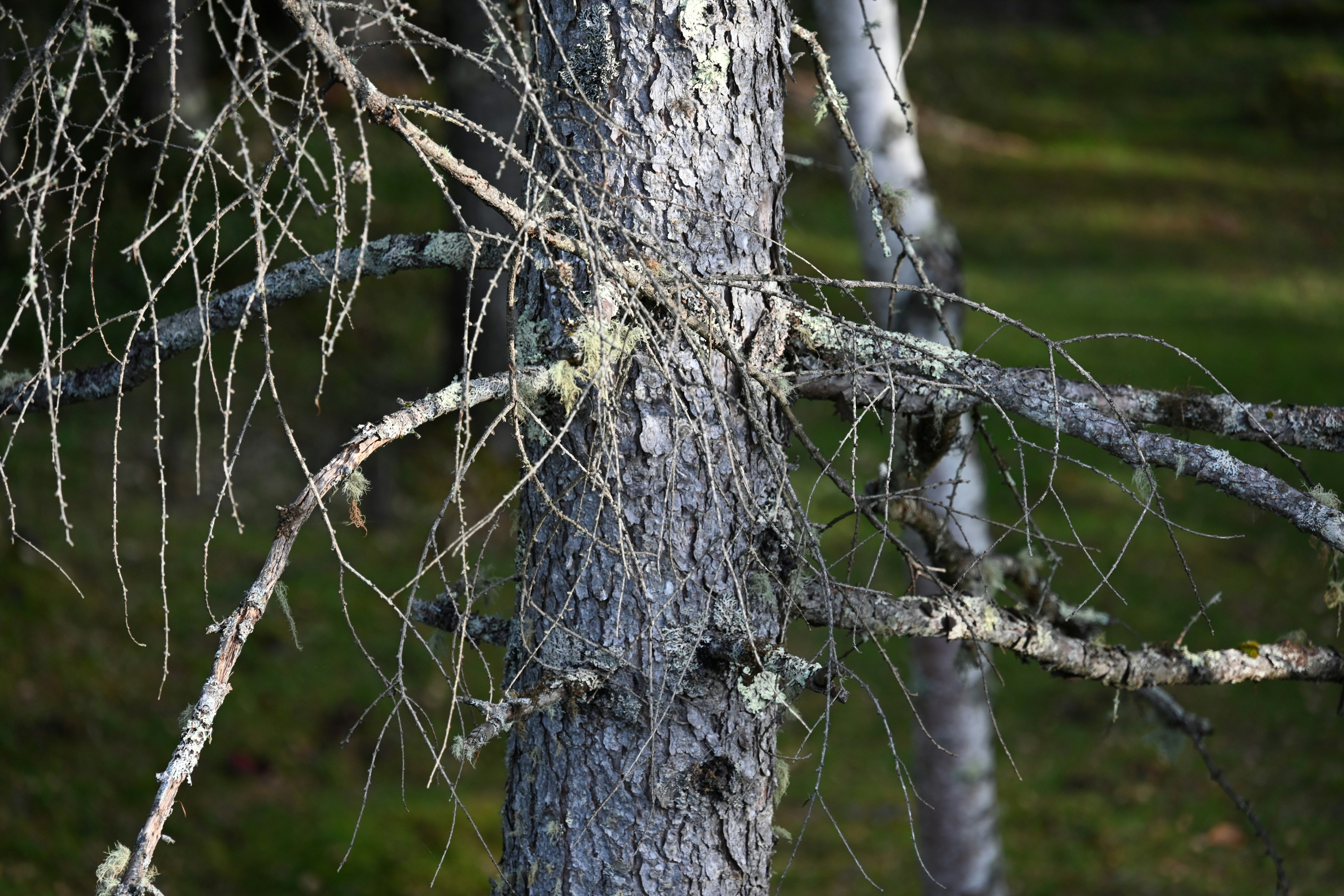 Close-up of a tree trunk with thin branches against a green background