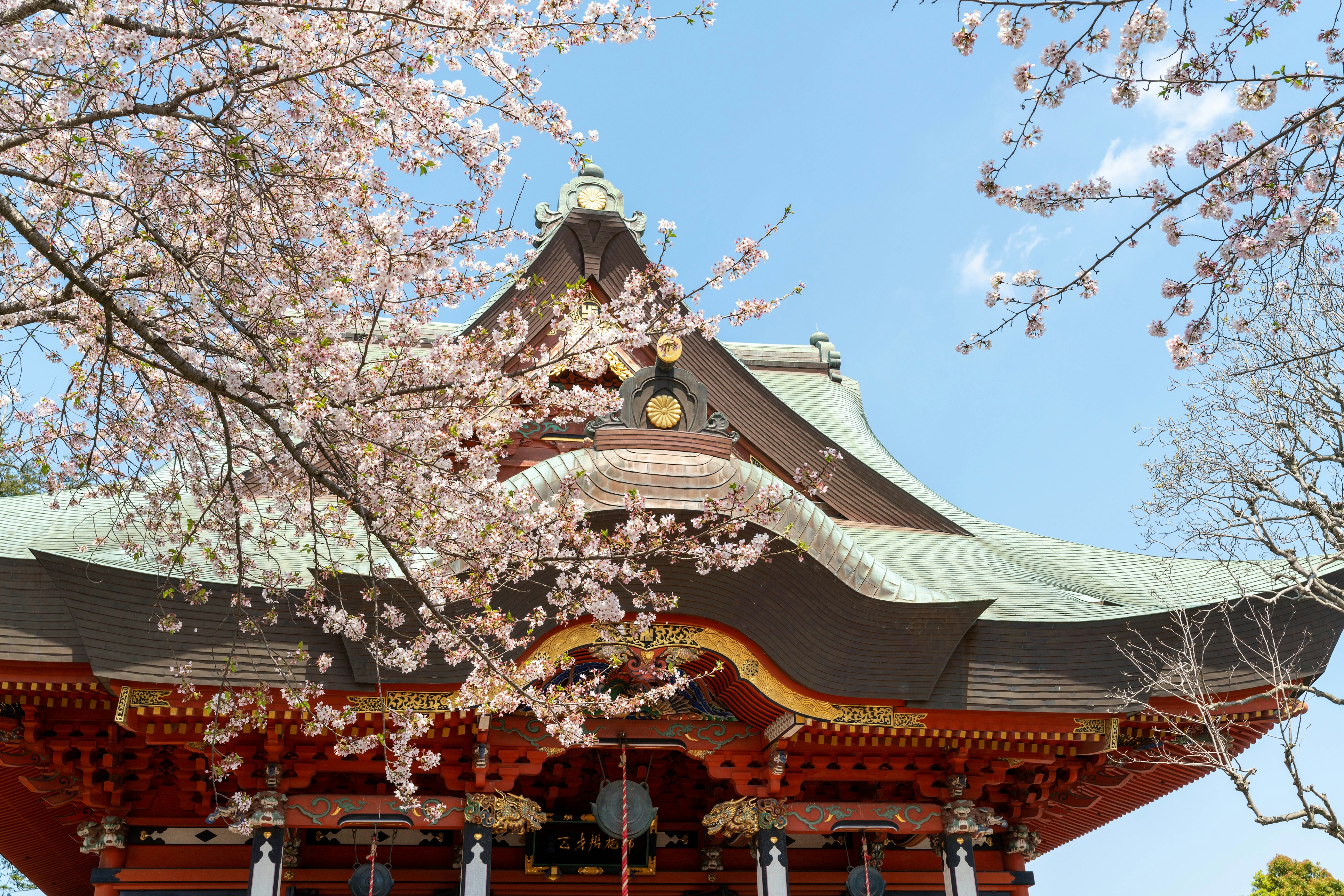 Atap kuil Jepang tradisional dengan bunga sakura yang mekar