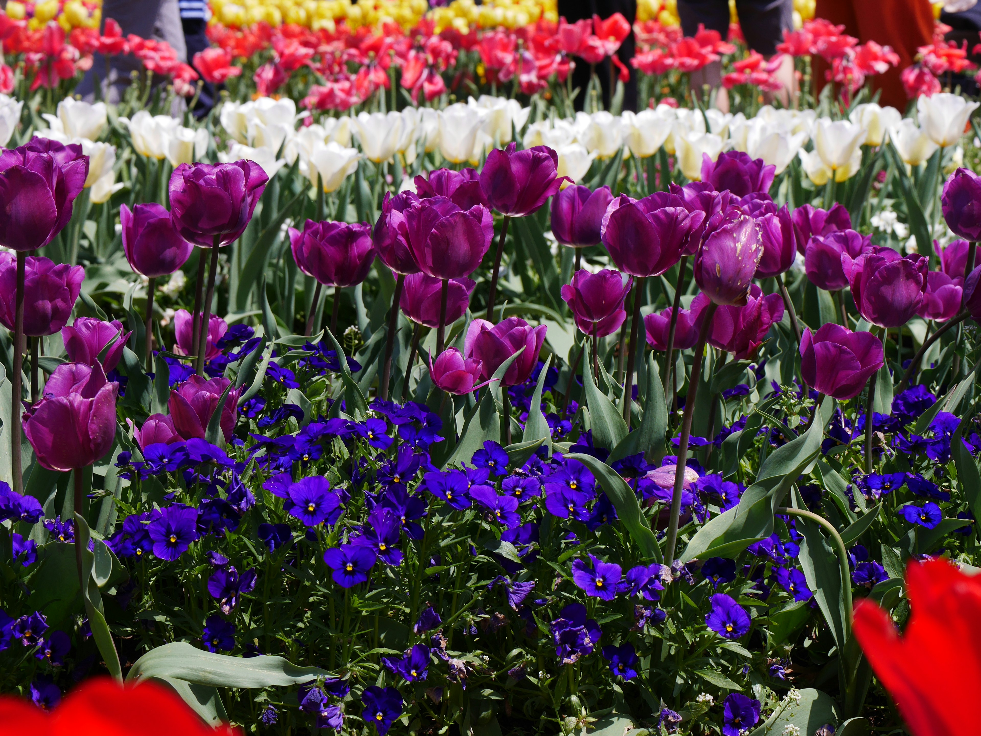 Un jardín de flores vibrante con tulipanes y pensamientos coloridos