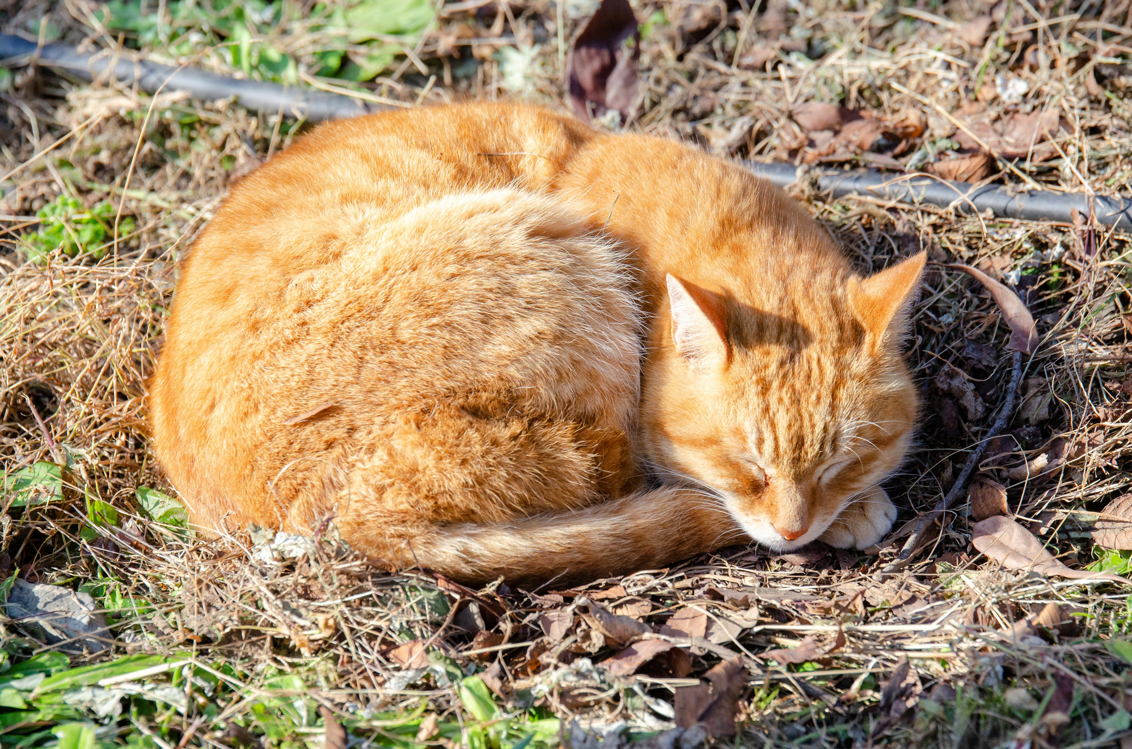 日向で丸まって眠るオレンジ色の猫