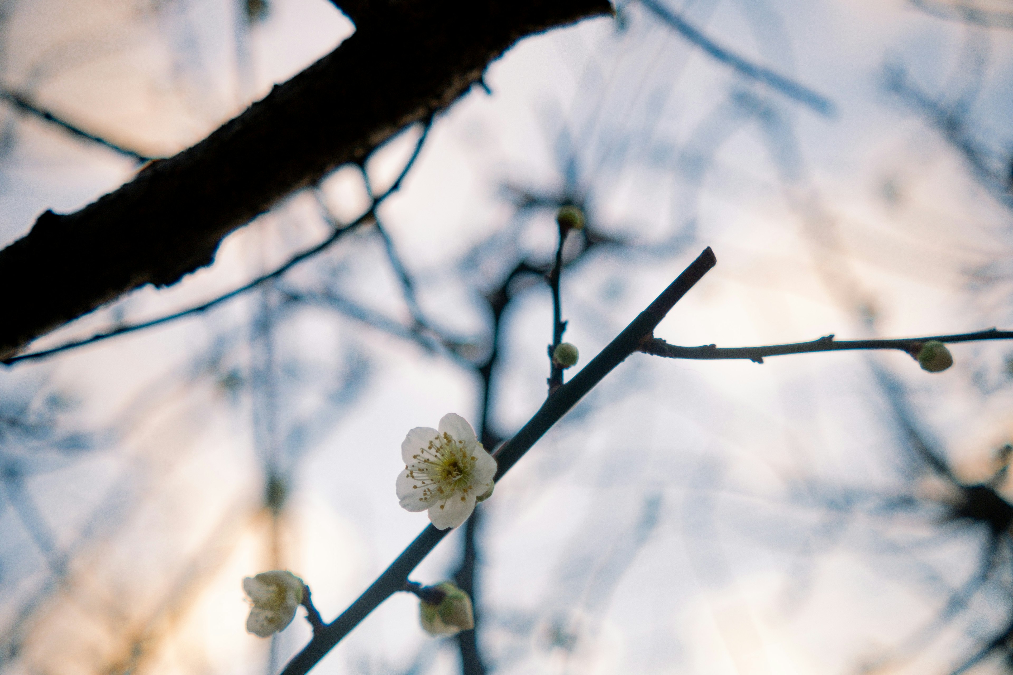 Fiori bianchi che sbocciano su rami invernali contro un cielo blu