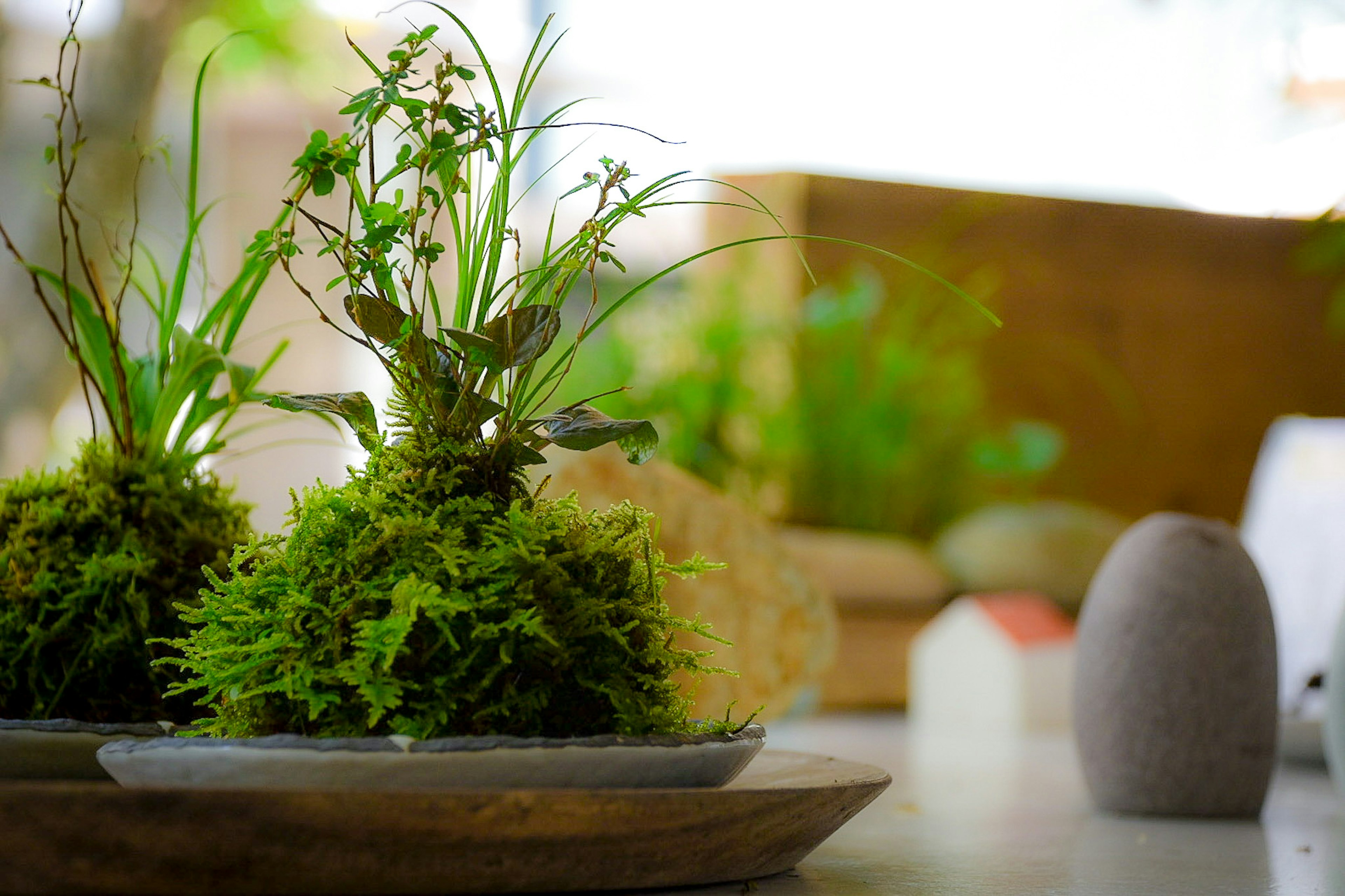 Arrangement de boules de mousse verte sur une table