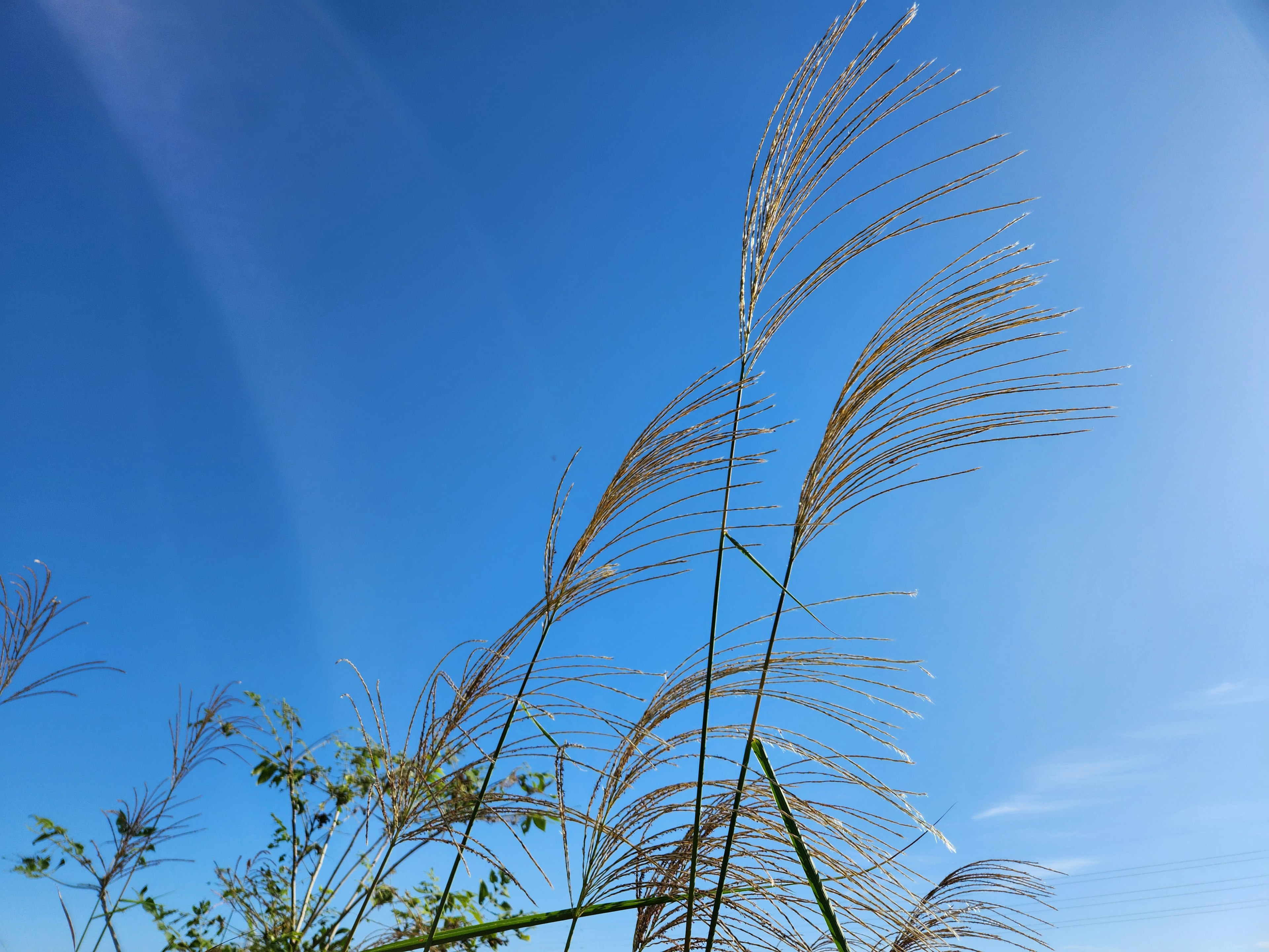 Hohe Gräser vor einem klaren blauen Himmel