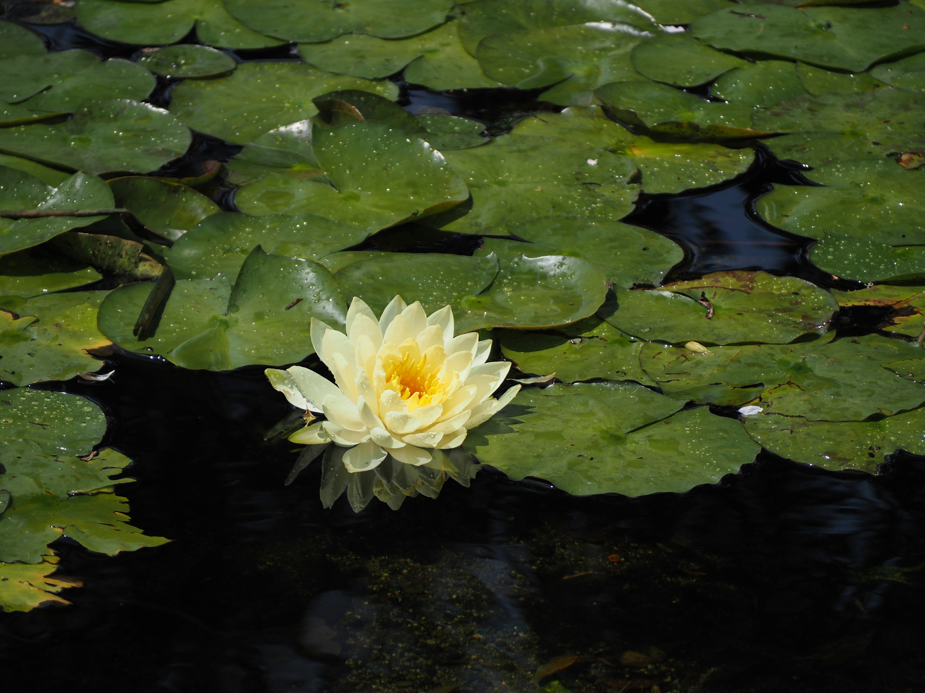 Nénuphar jaune en fleur sur un étang entouré de feuilles vertes