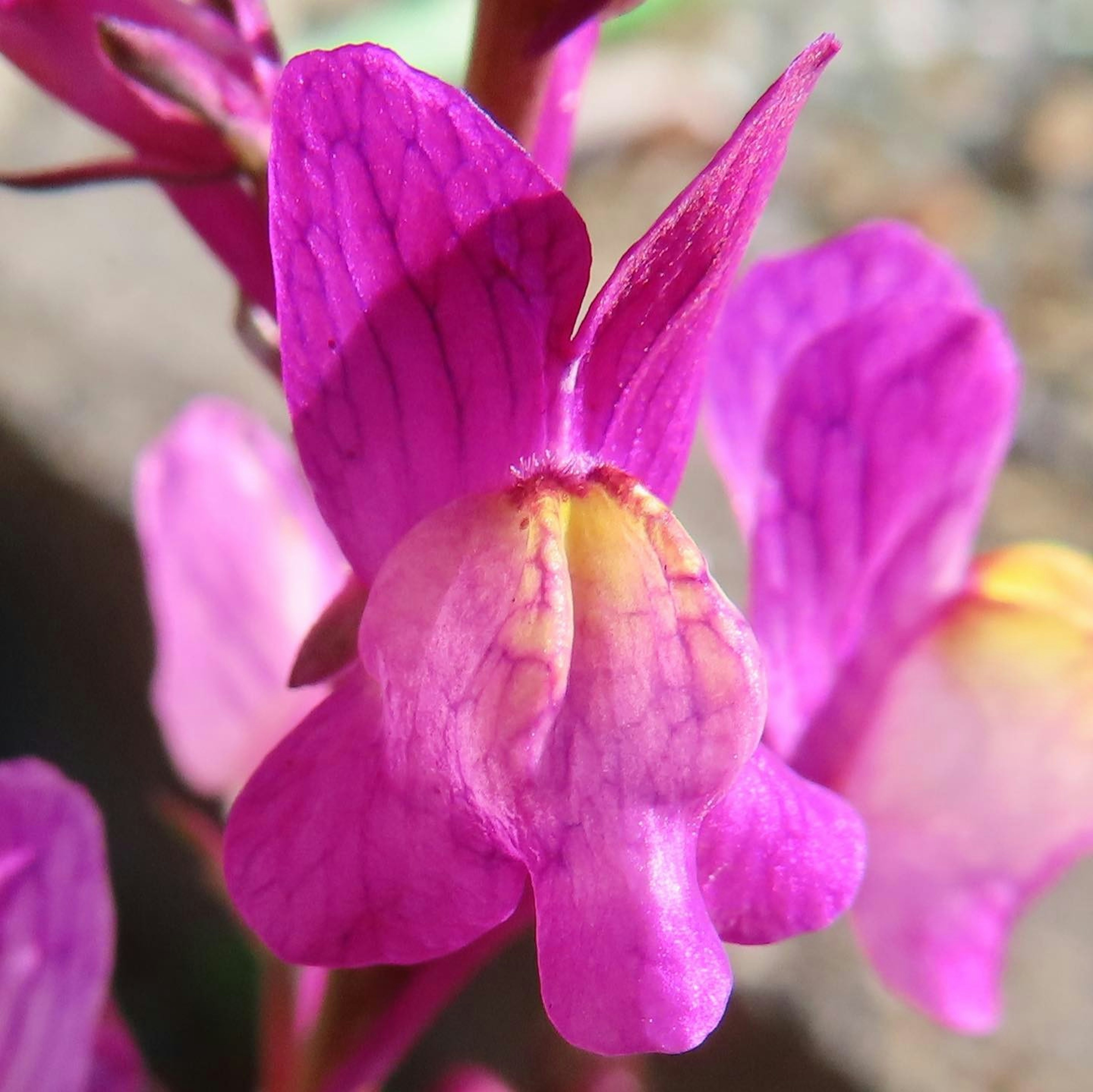 Close-up of a vibrant pink orchid flower