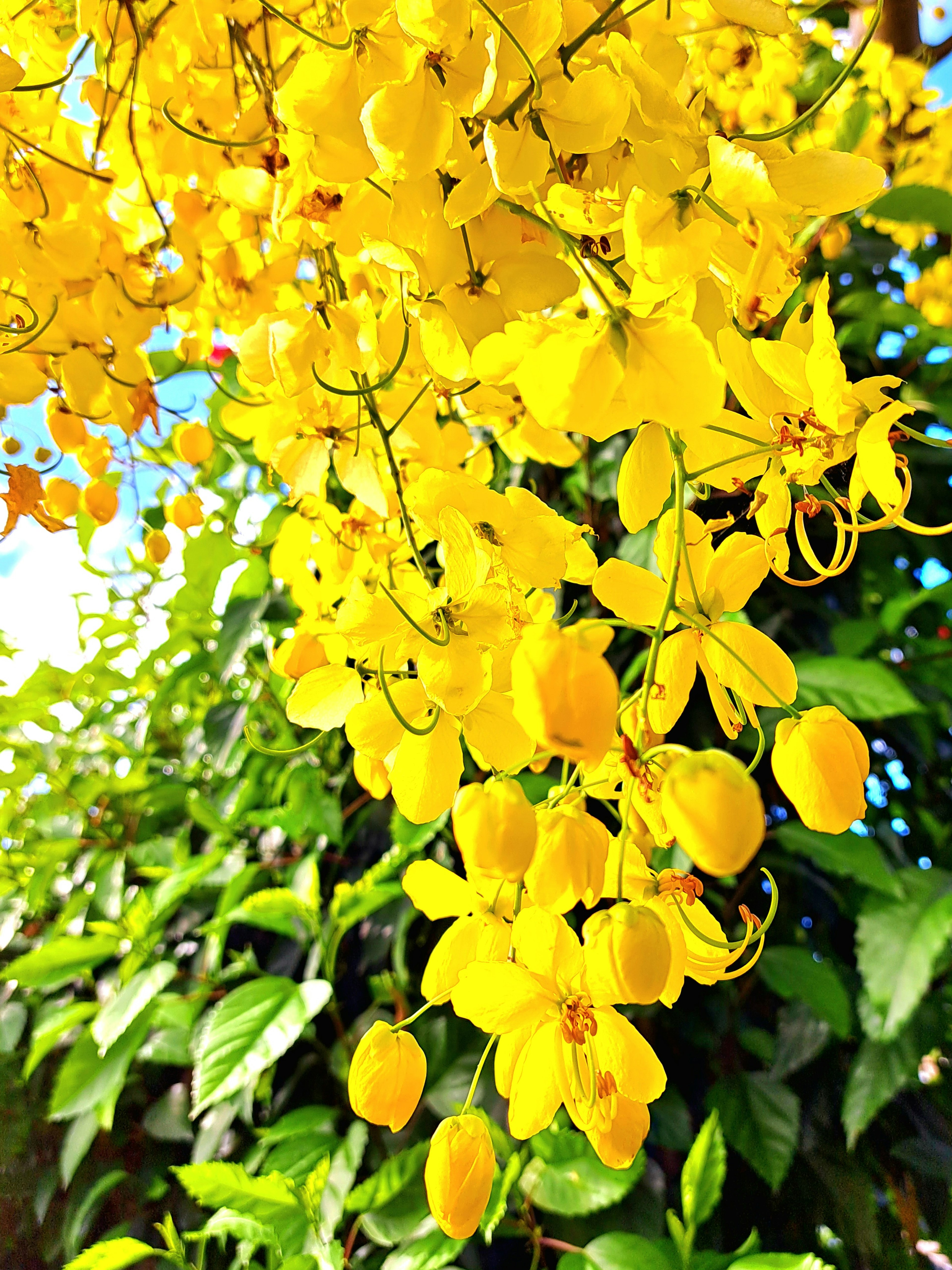 Lebendige gelbe Blumen, die in Trauben blühen