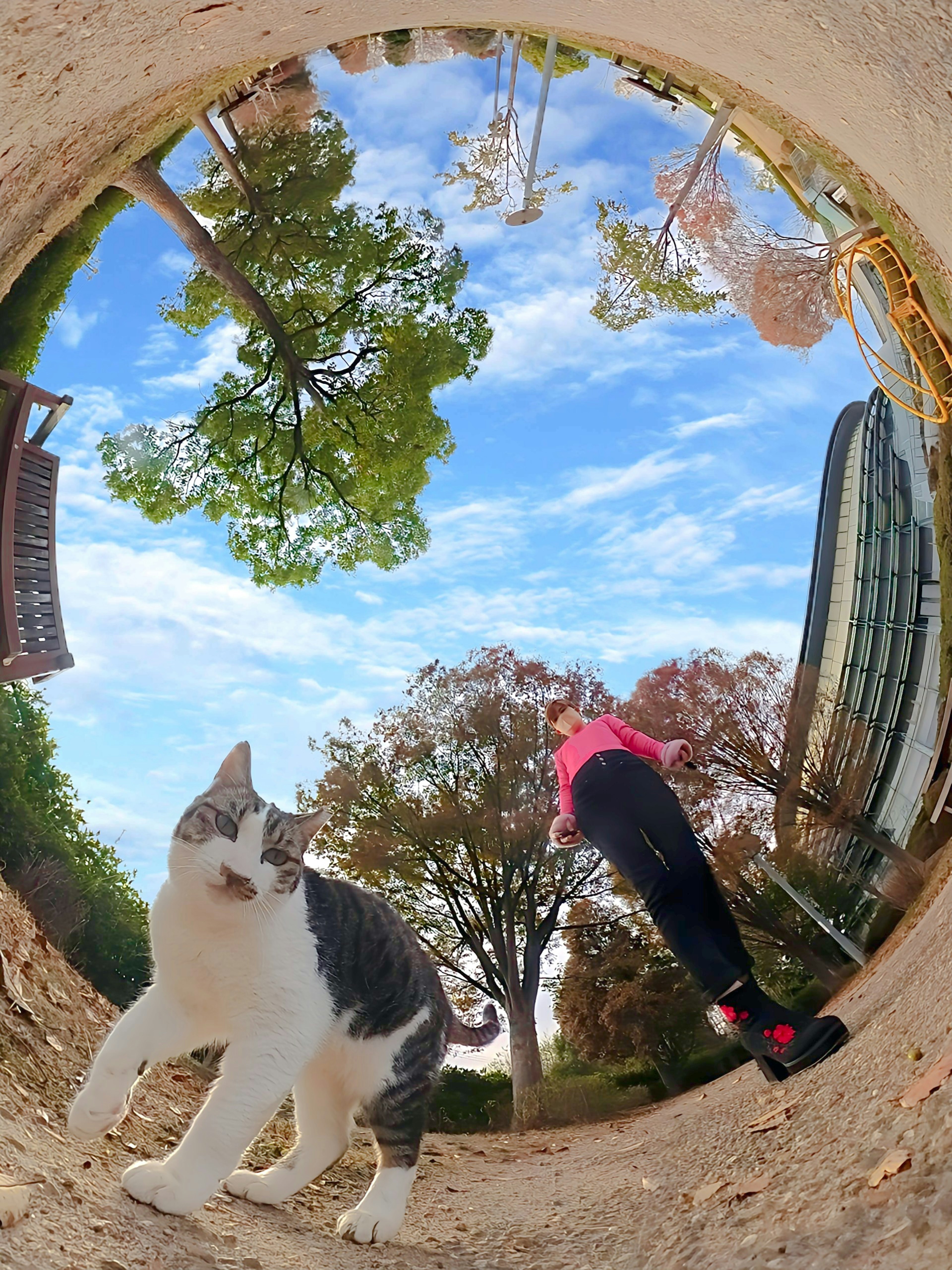 Tampilan fisheye seekor kucing berjalan di taman dengan seseorang di latar belakang