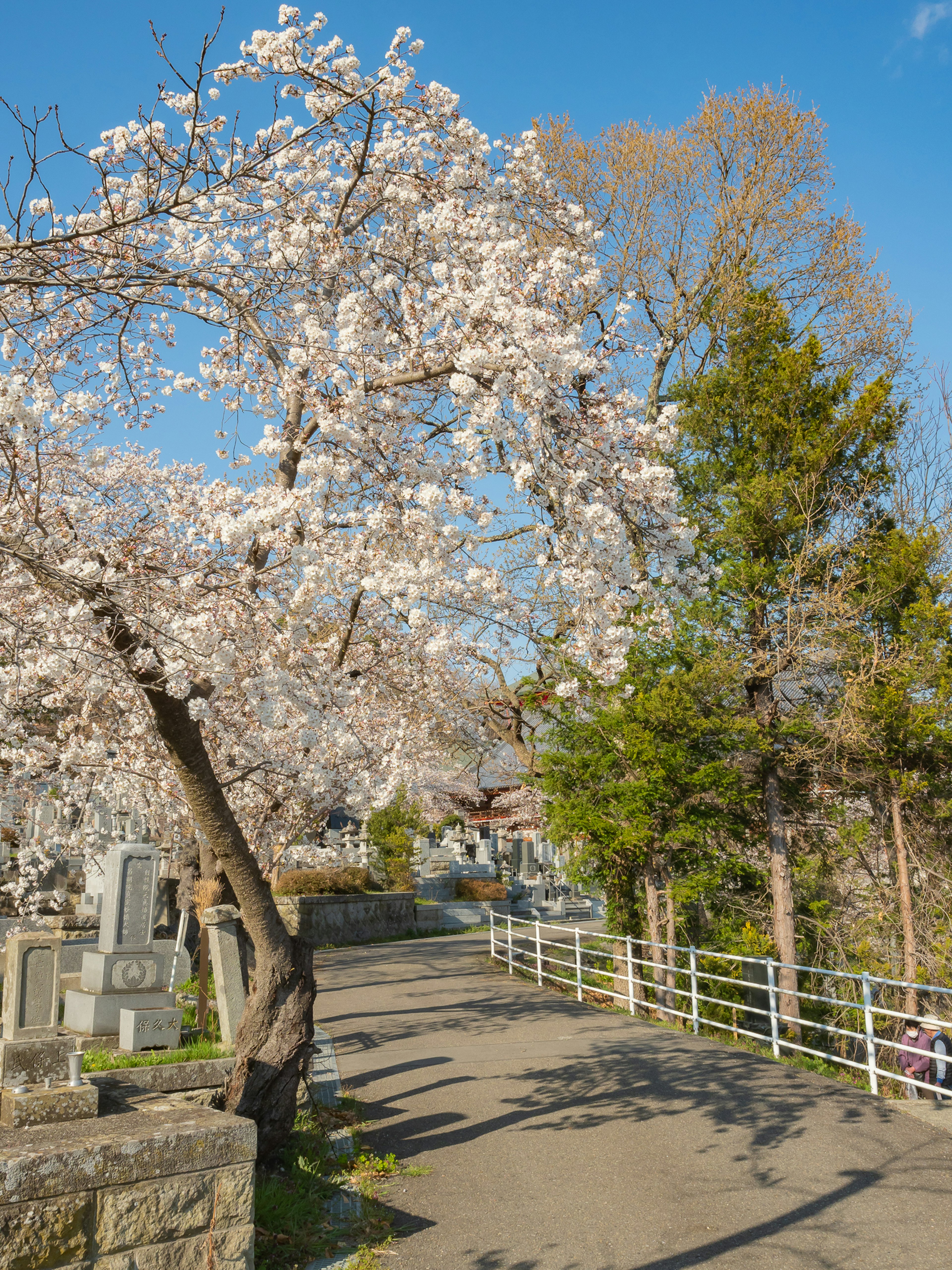 Pathway lined with blooming cherry blossoms and greenery