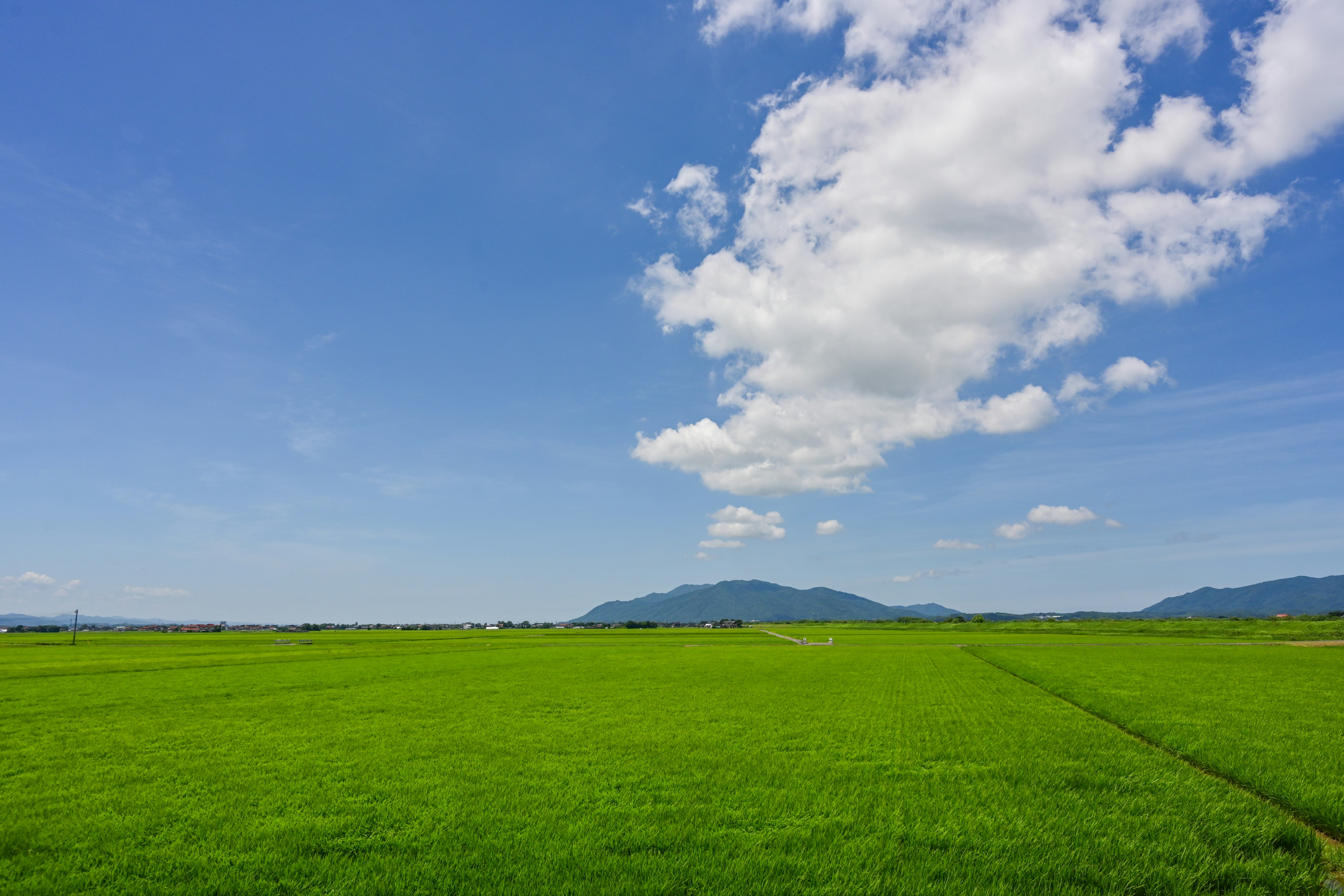 Vastes champs de riz verts sous un ciel bleu clair avec des nuages blancs